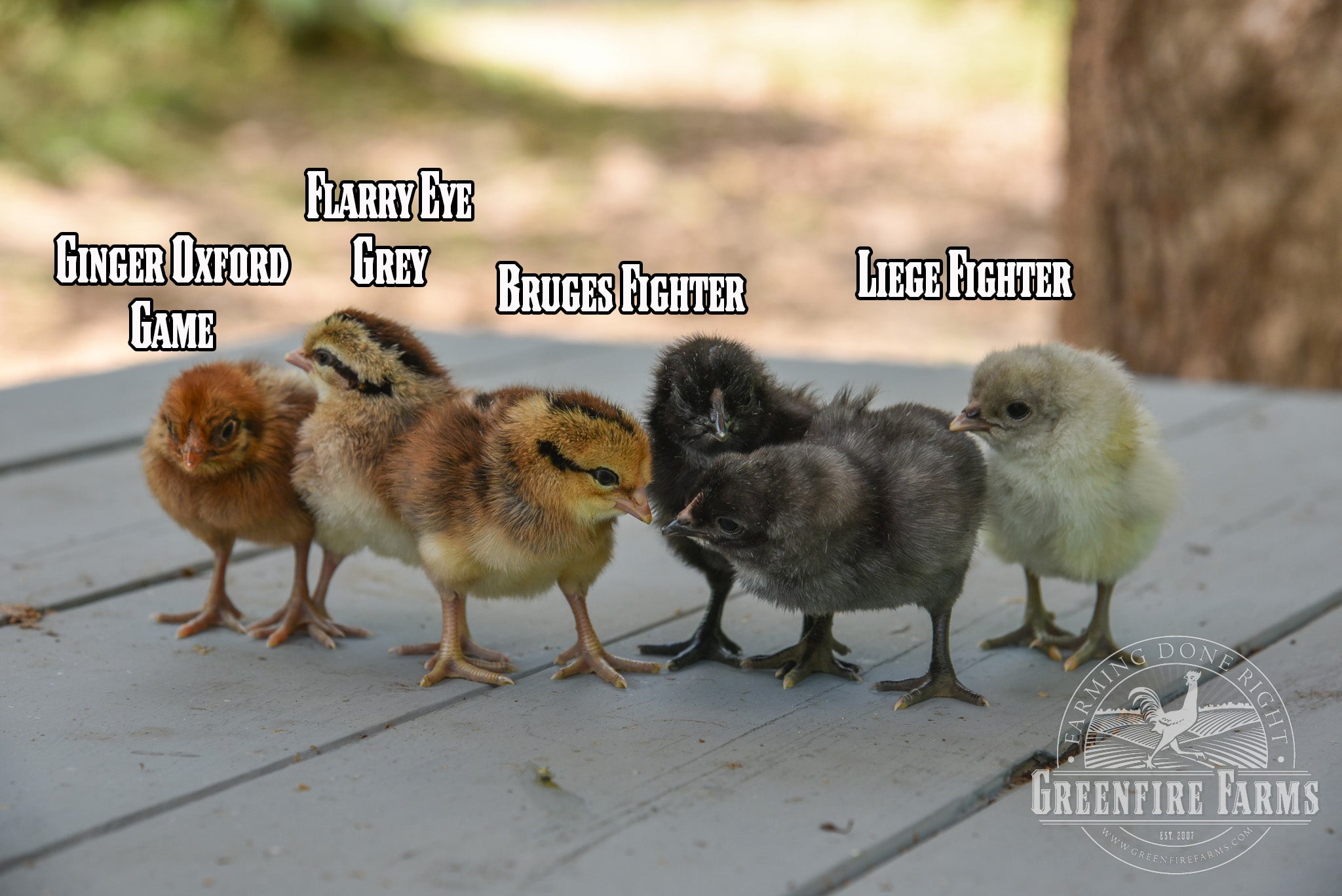 Gamefowl Assortment