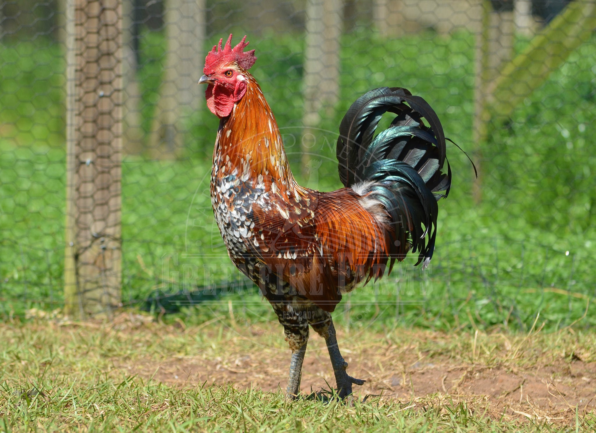 Ayam Ketawa