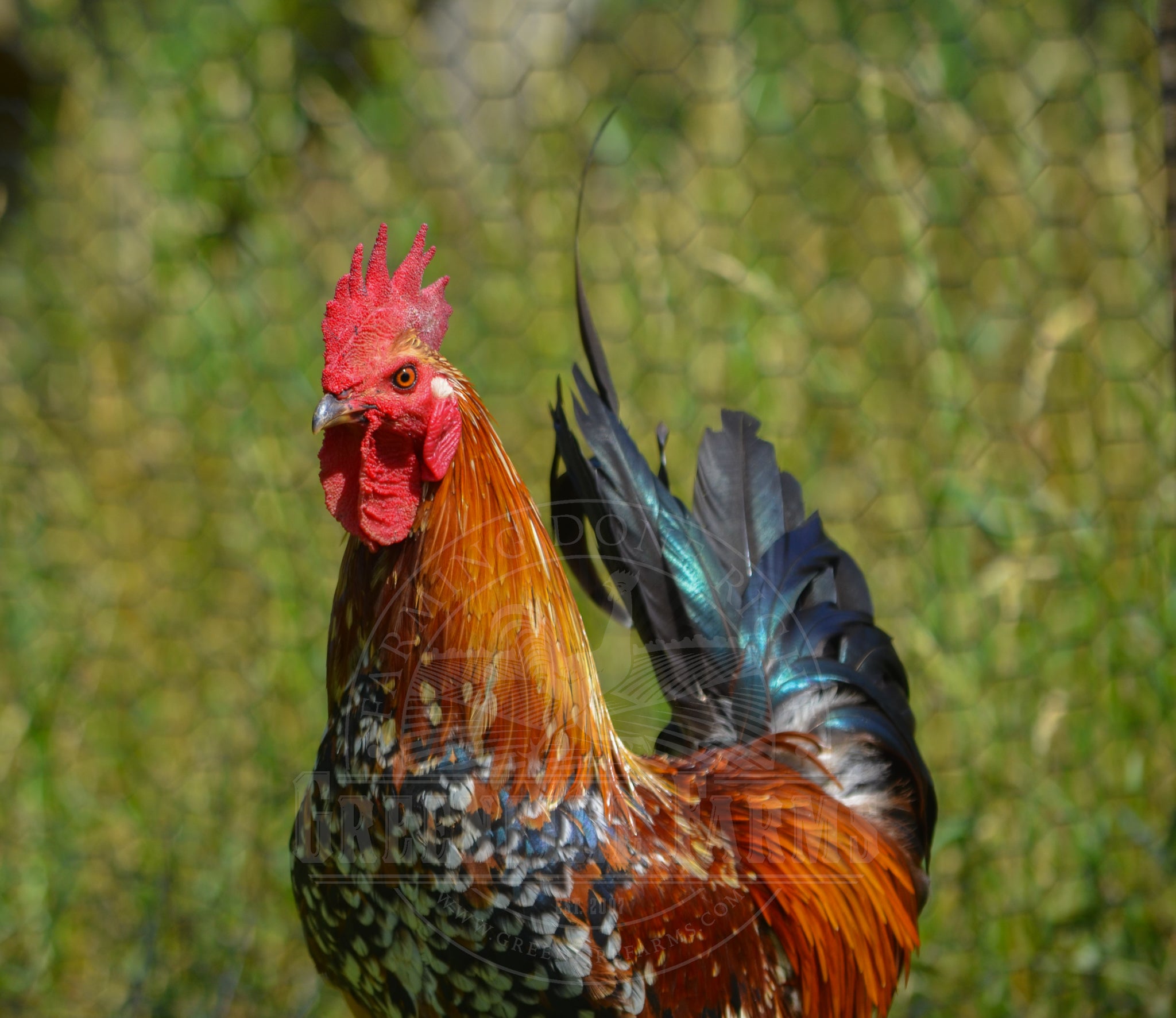 Ayam Ketawa