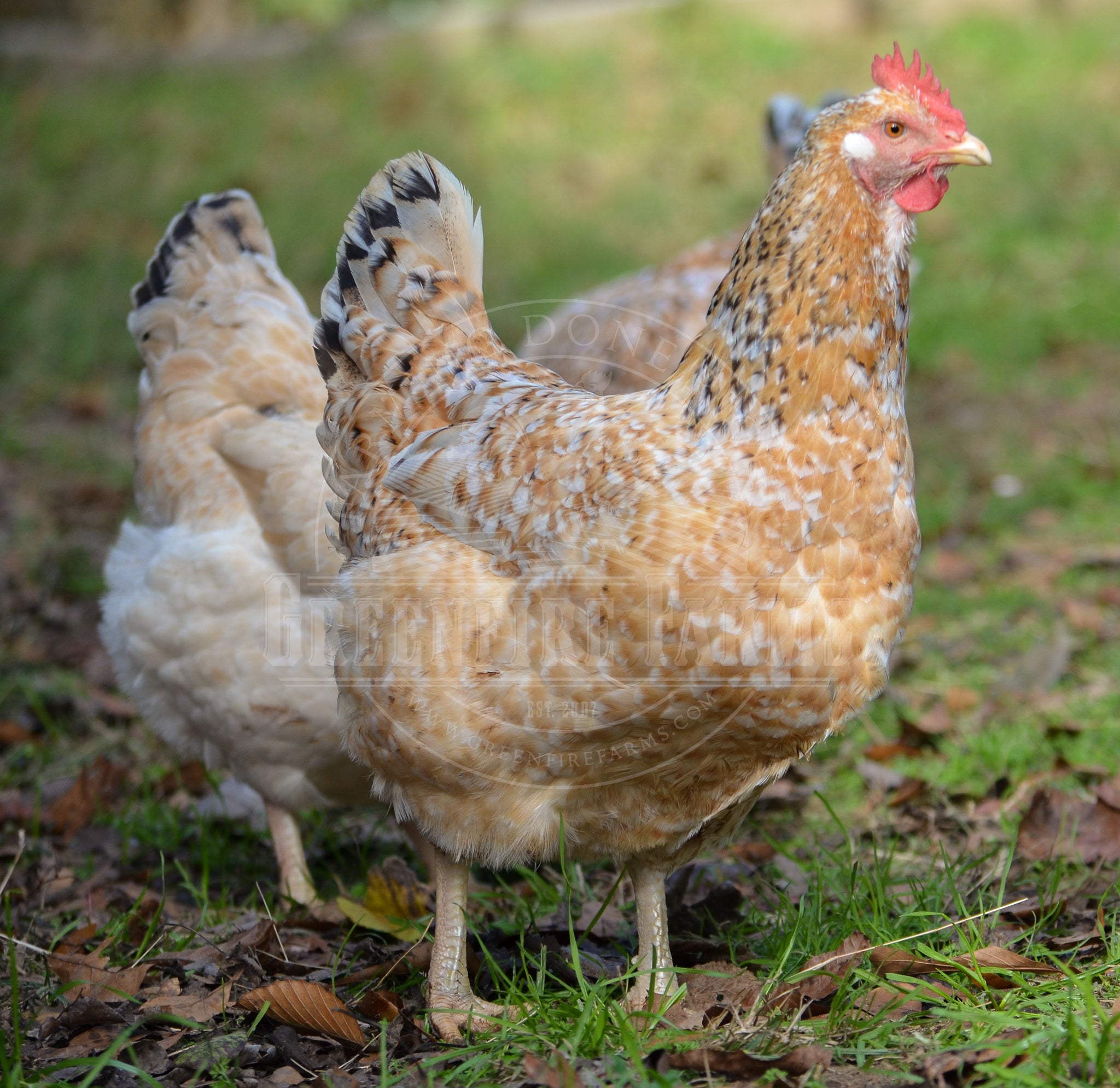 Basque Hen