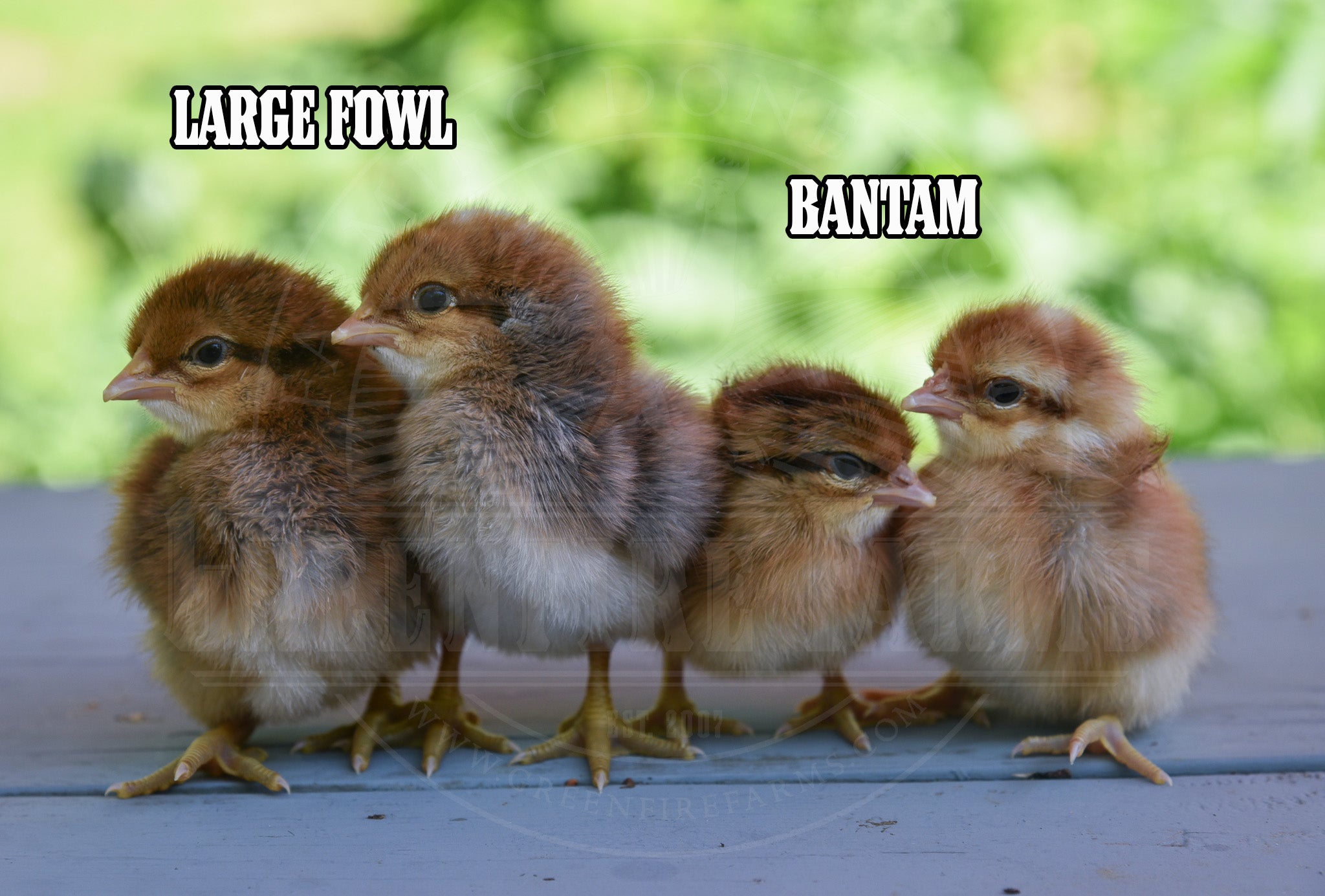 Bantam Bielefelder
