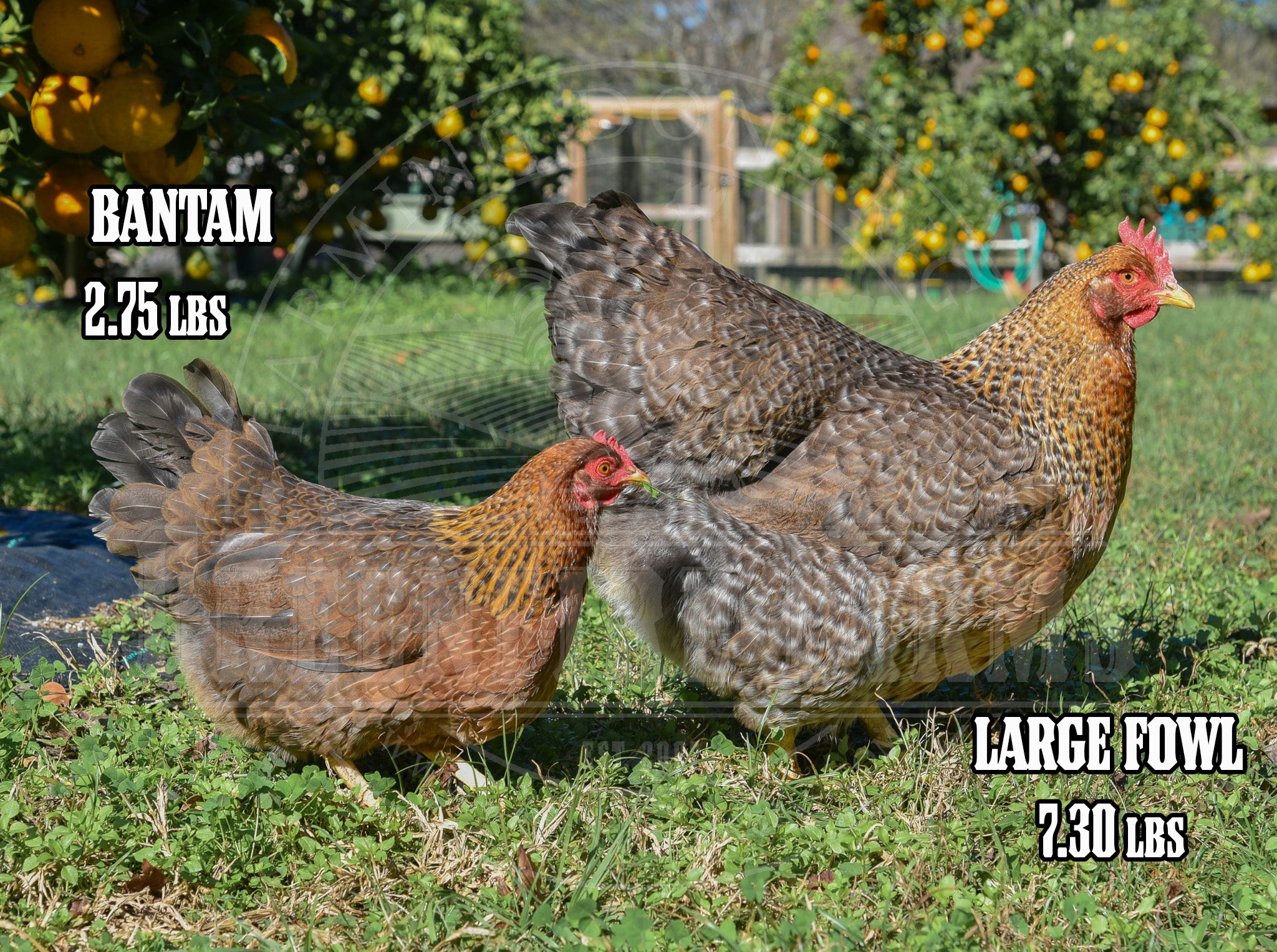 Bantam Bielefelder