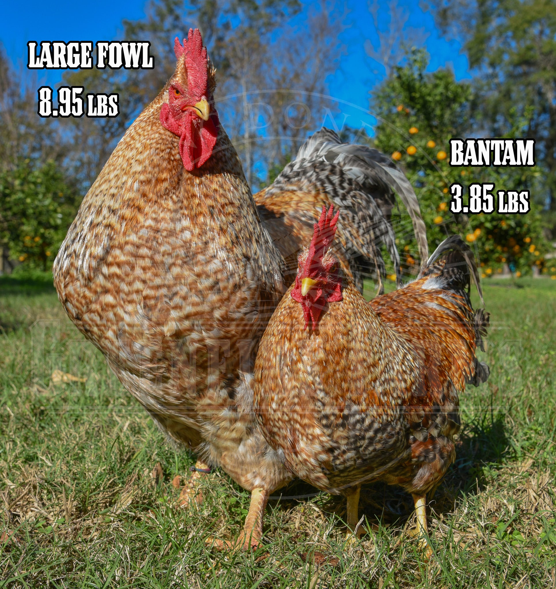 Bantam Bielefelder