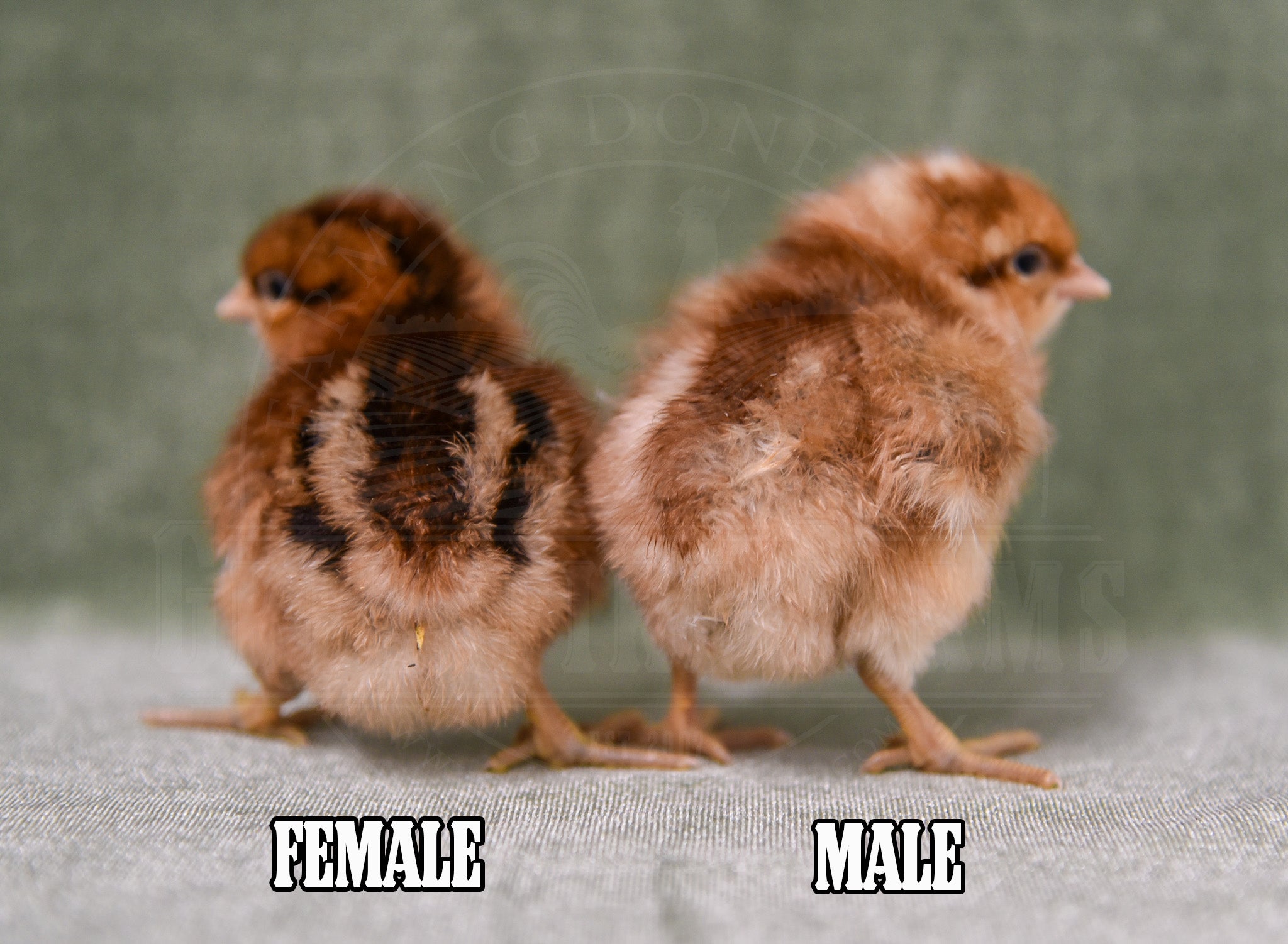 Bantam Bielefelder