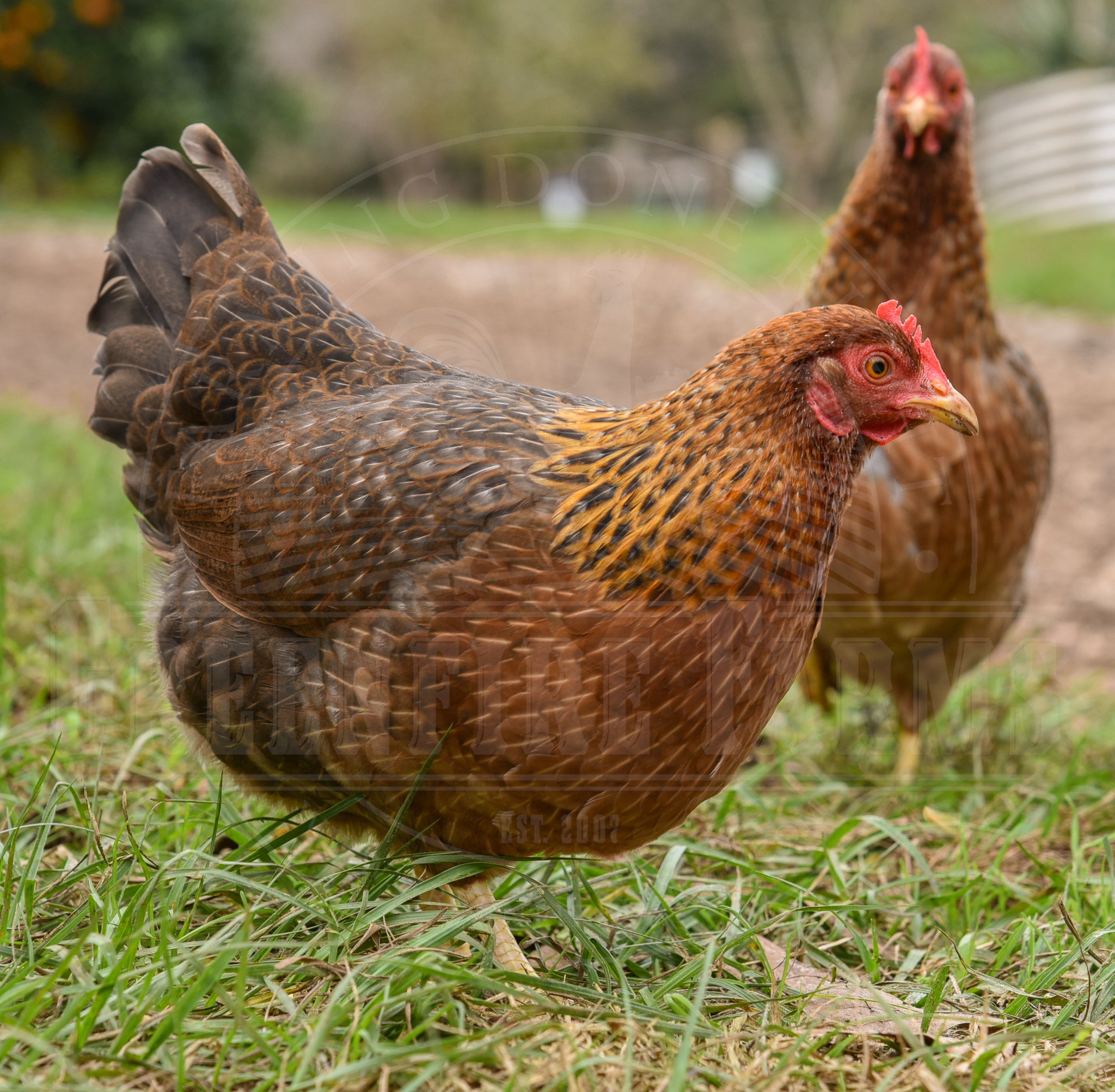 Bantam Bielefelder