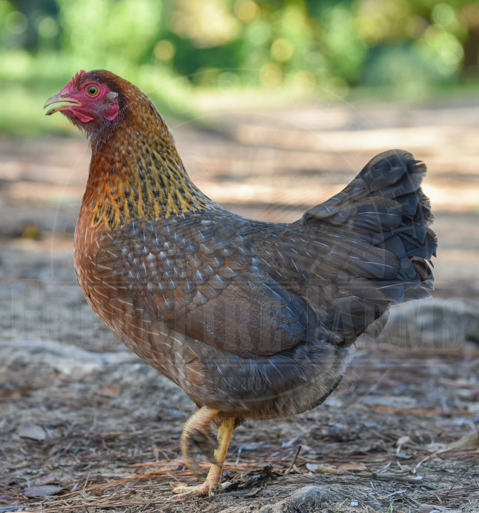 Bantam Bielefelder