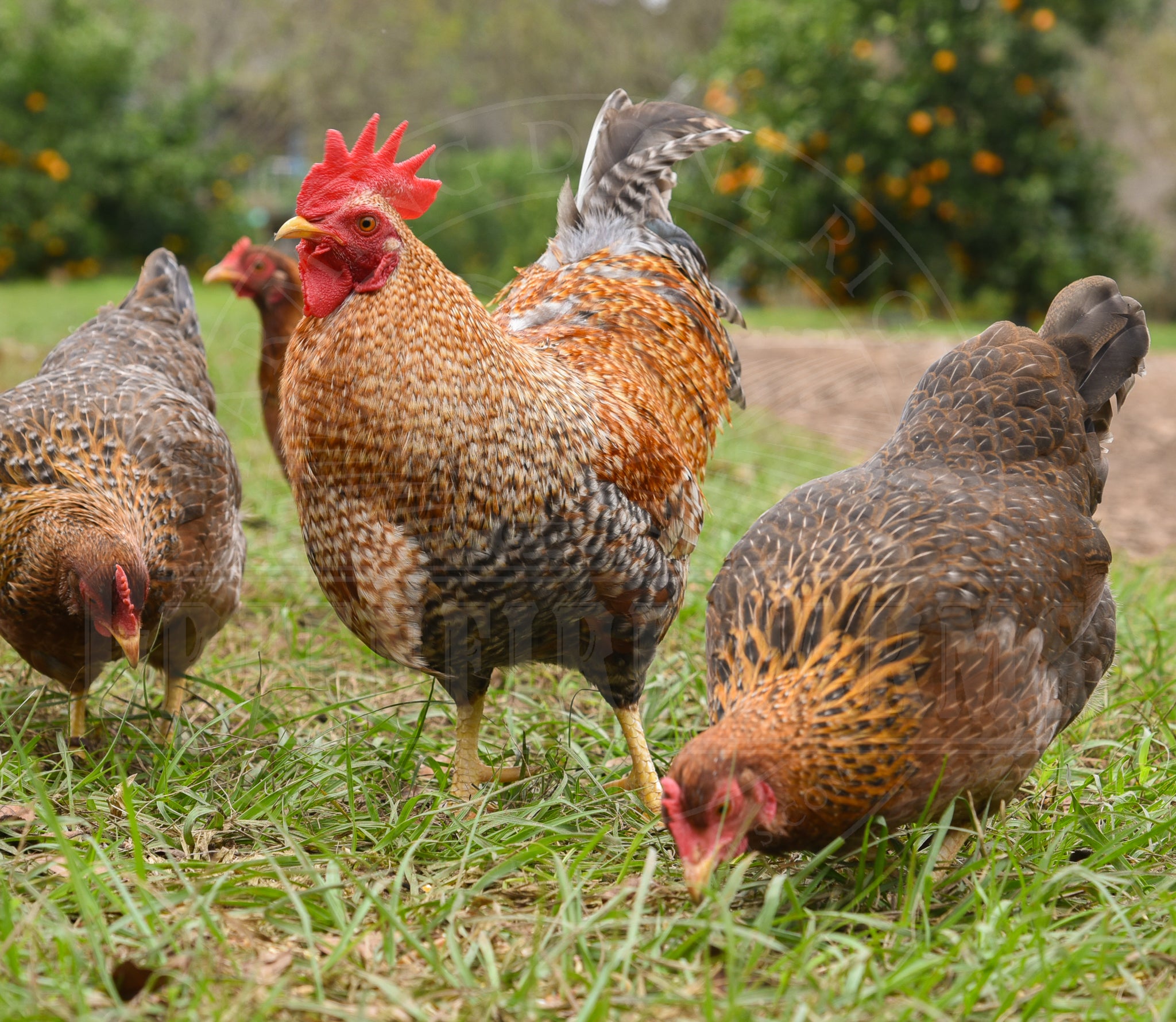 Bantam Bielefelder