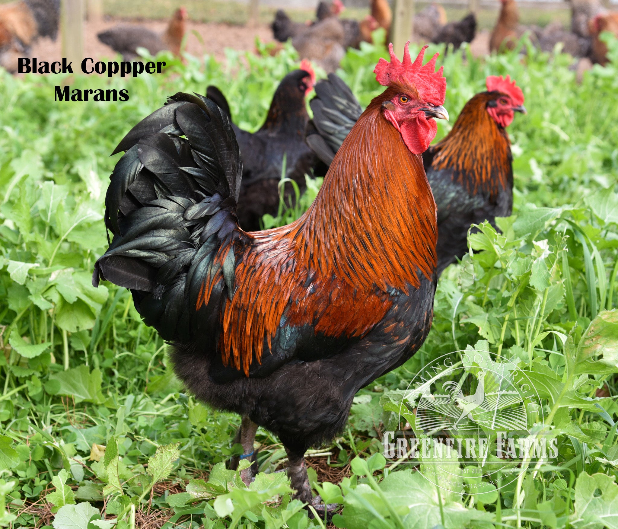 Table Breed Assortment