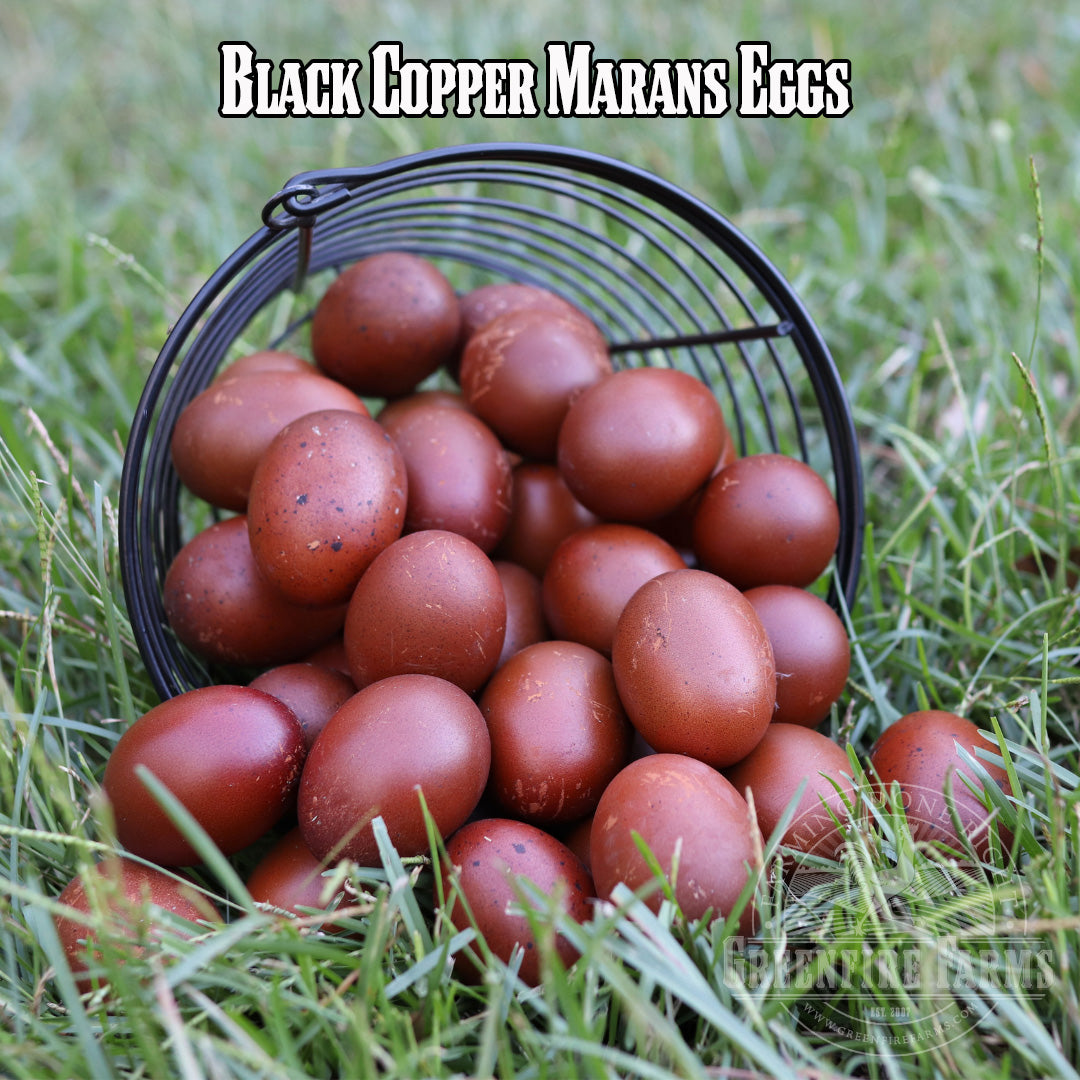 Best Egg-Layers Assortment