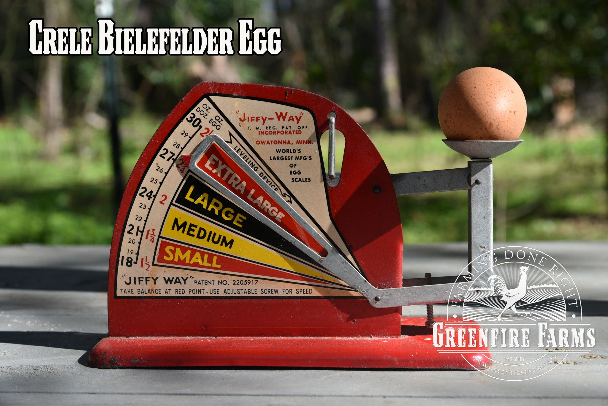 Best Egg-Layers Assortment