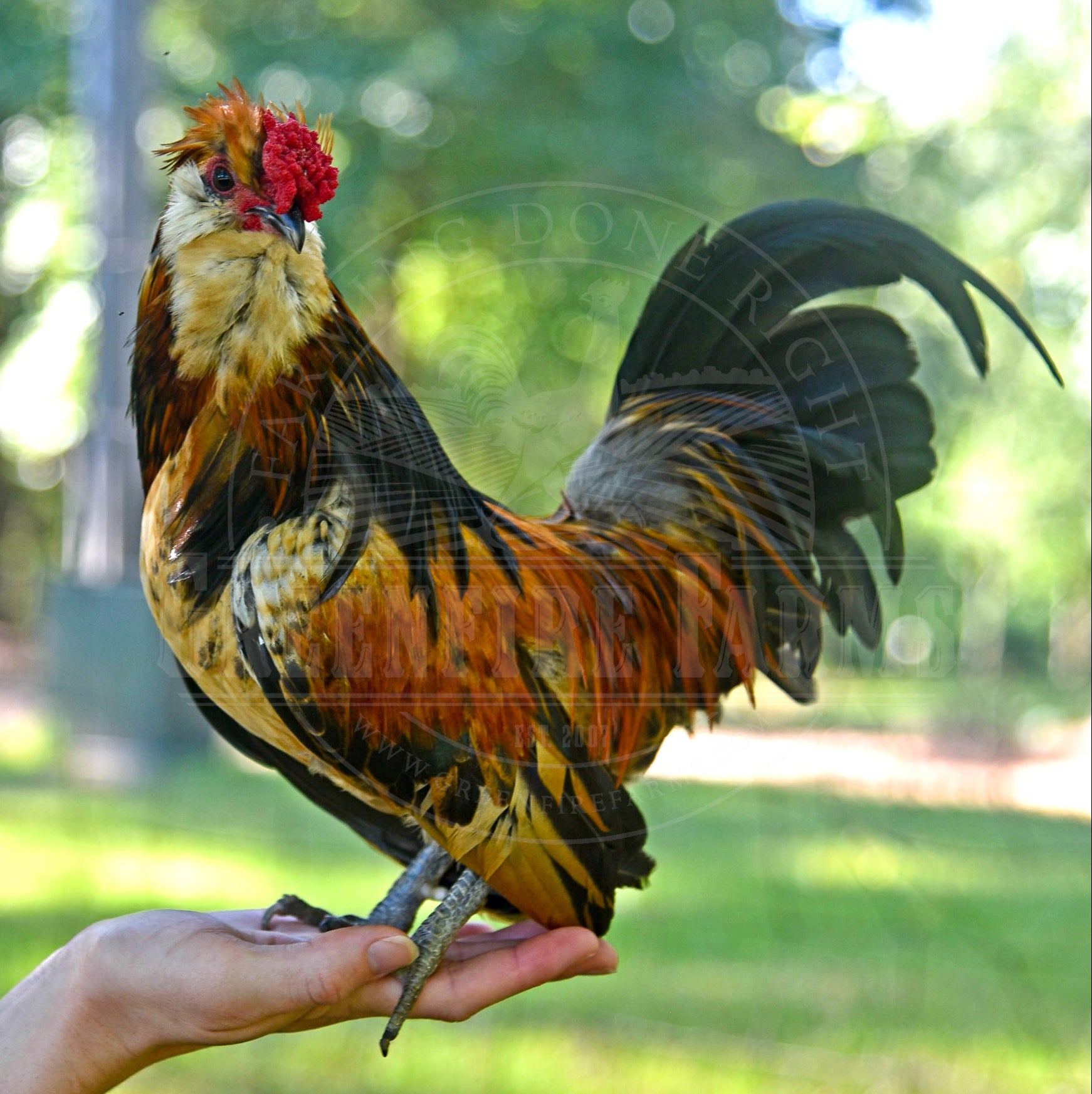 Bantam Assortment
