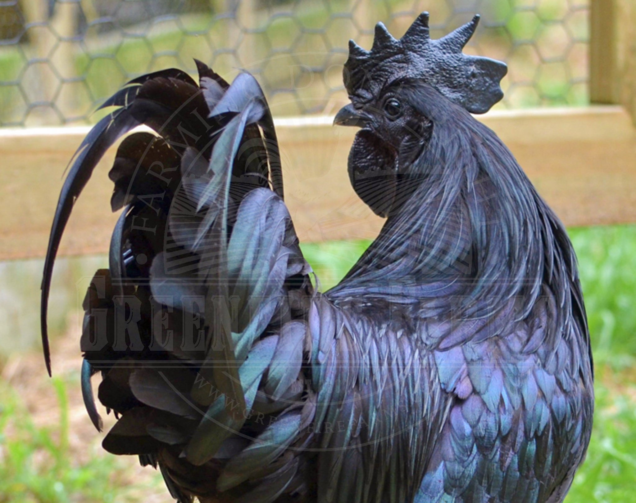 Ayam Cemani