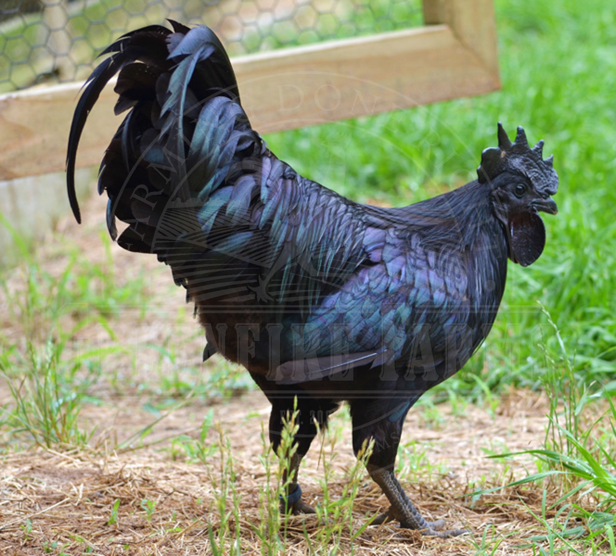 Ayam Cemani