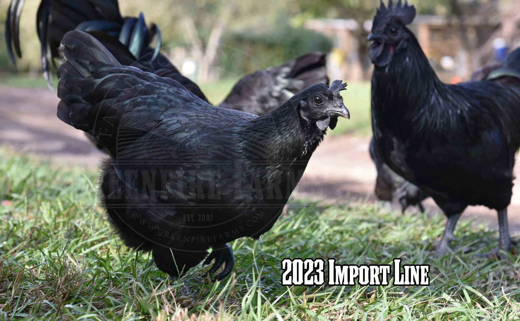 Ayam Cemani