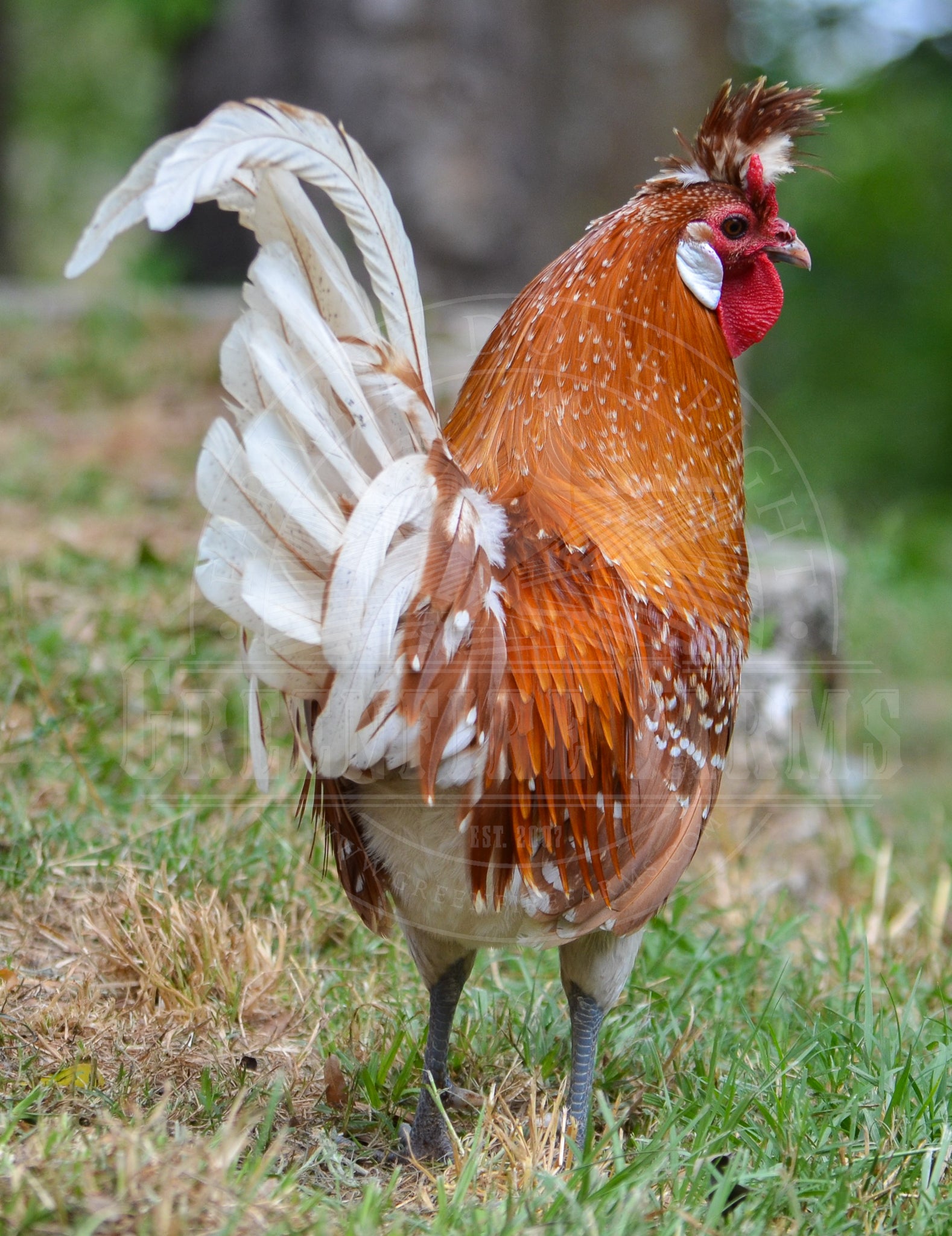 Chamois Spitzhauben