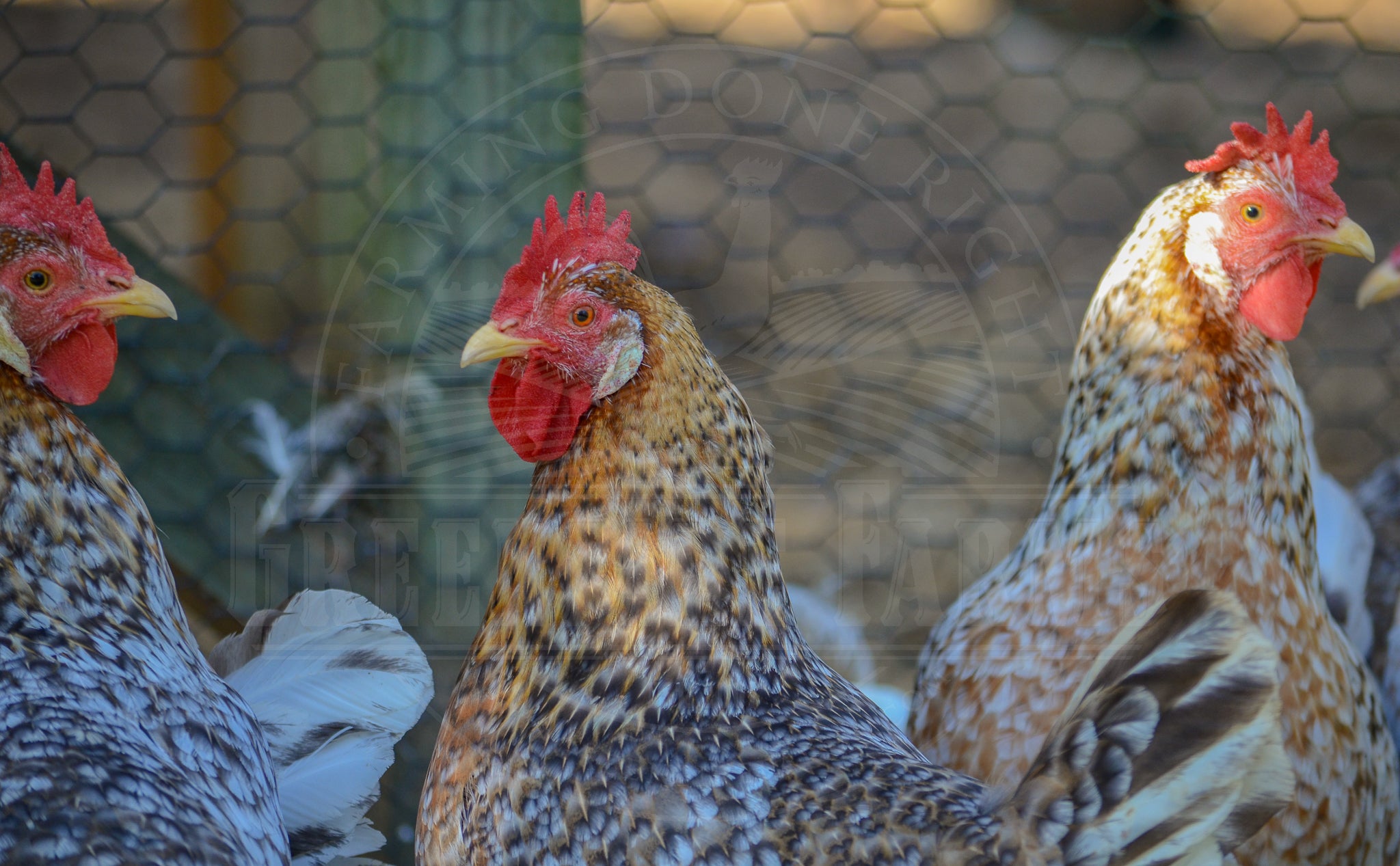 55 Flowery Hen