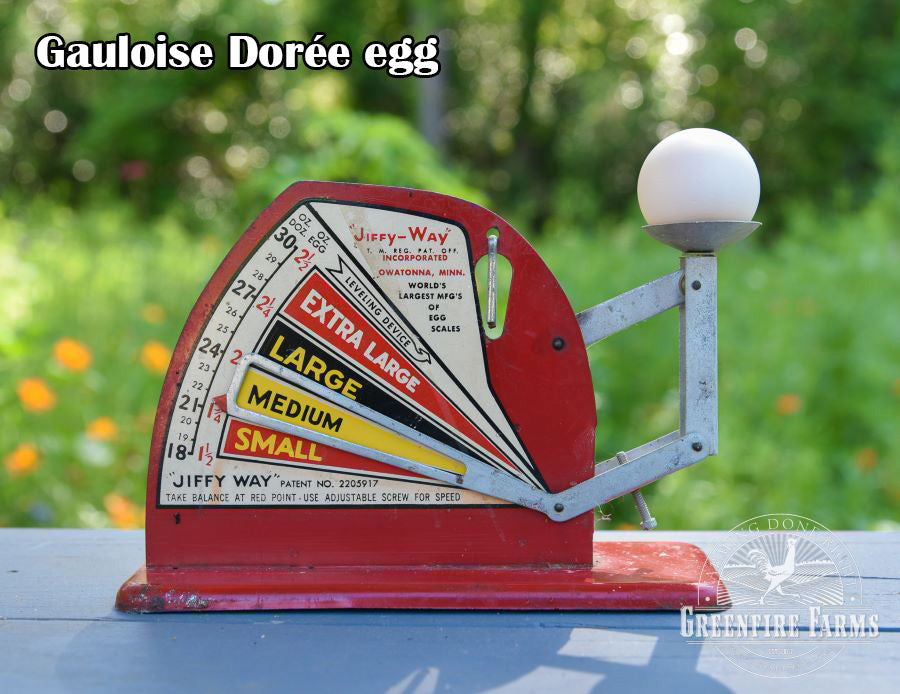 Best Egg-Layers Assortment