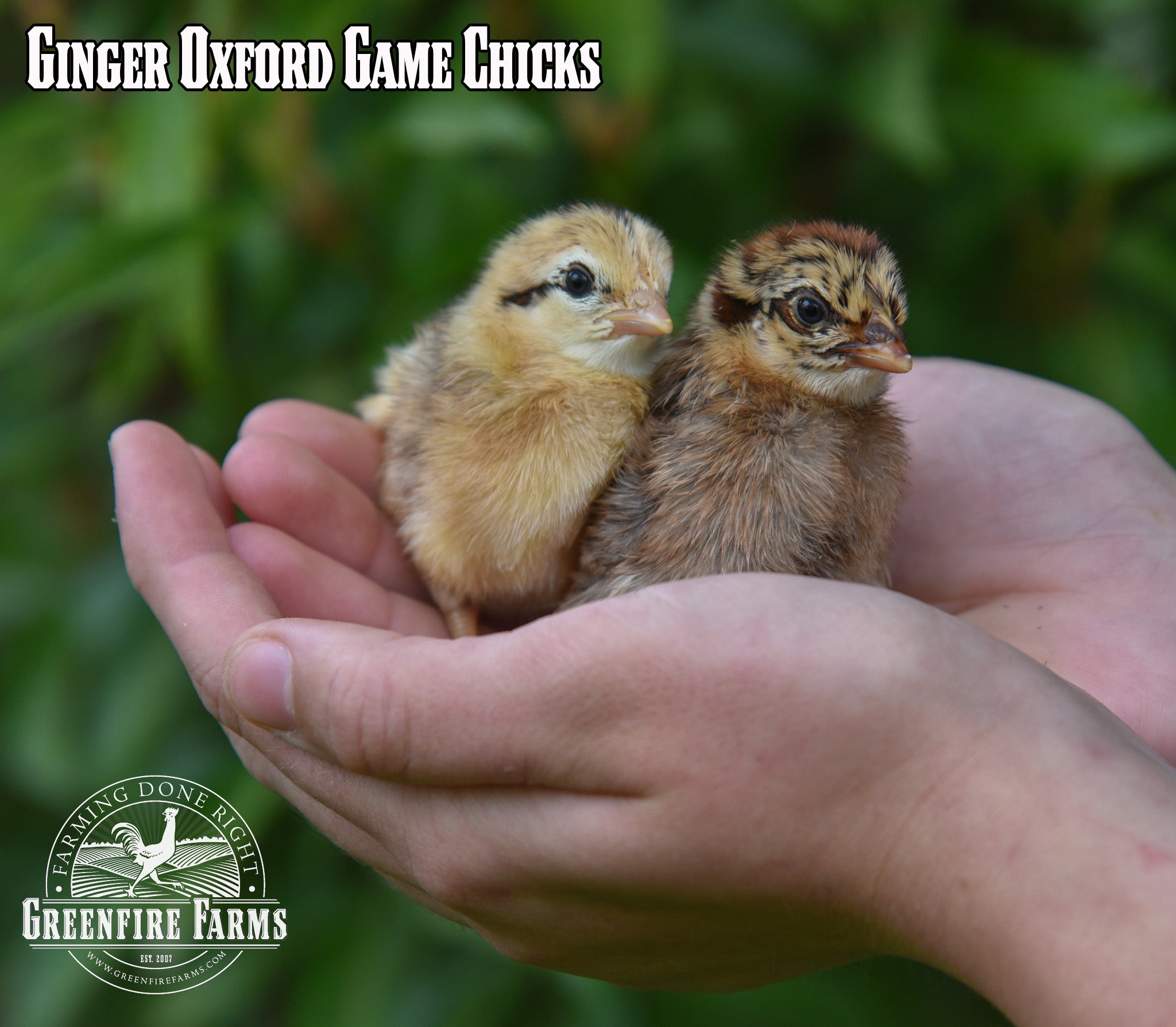 Gamefowl Assortment