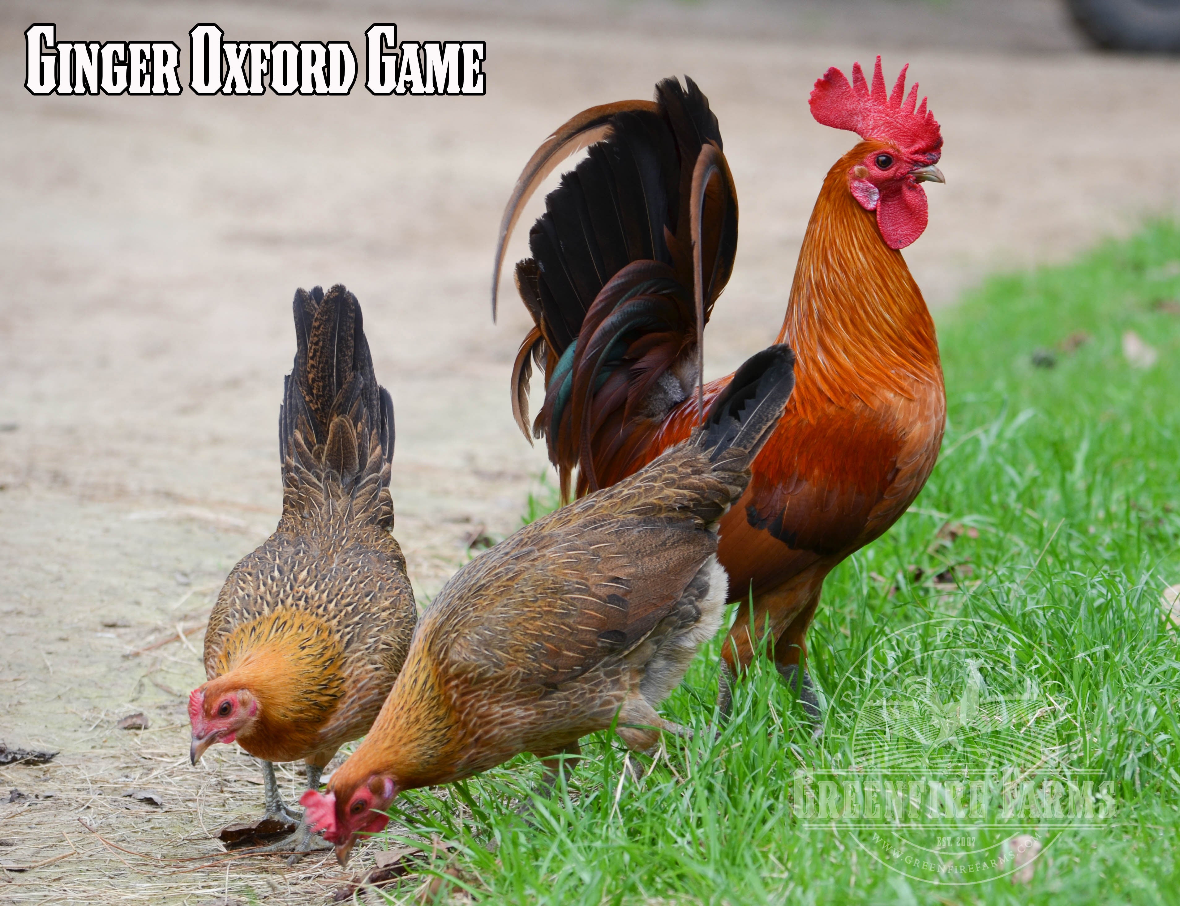 Gamefowl Assortment