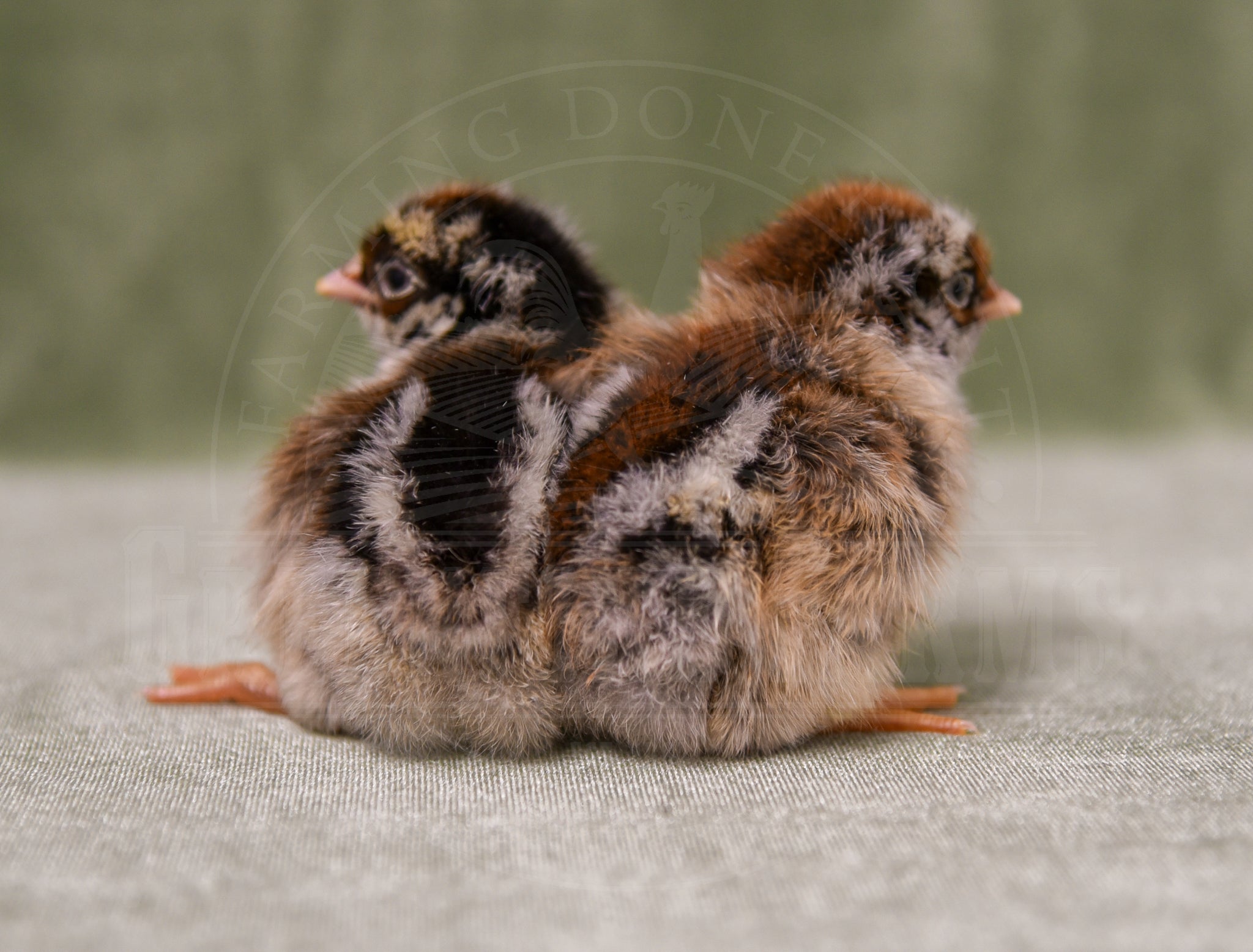 Silver Laced Barnevelder