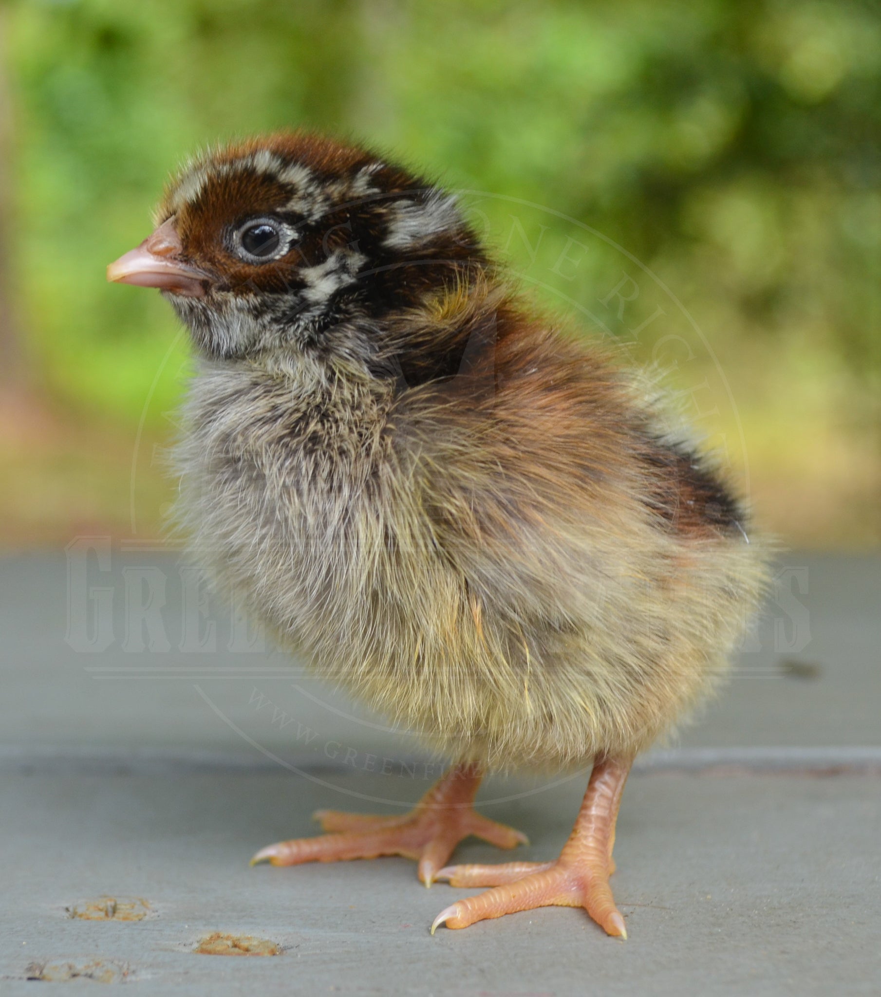 Silver Laced Barnevelder