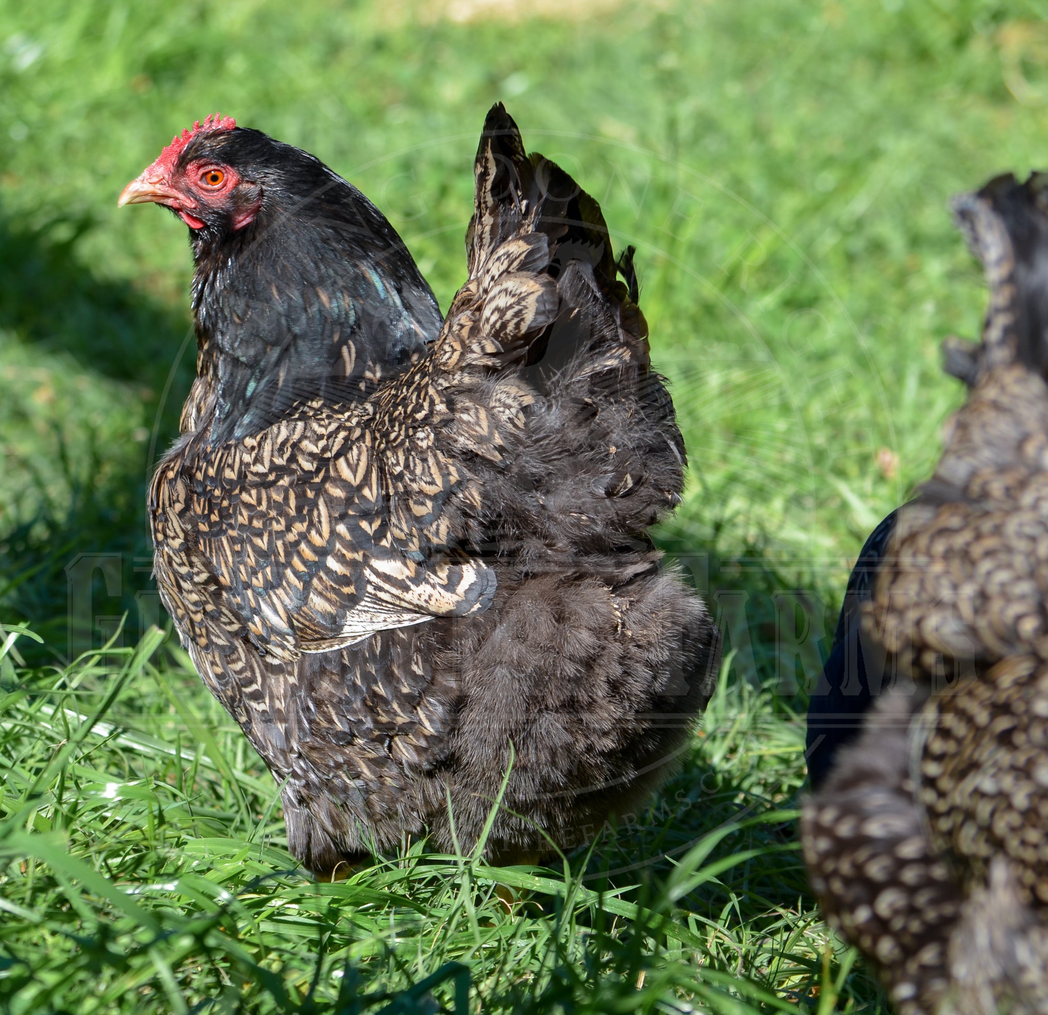 Silver Laced Barnevelder