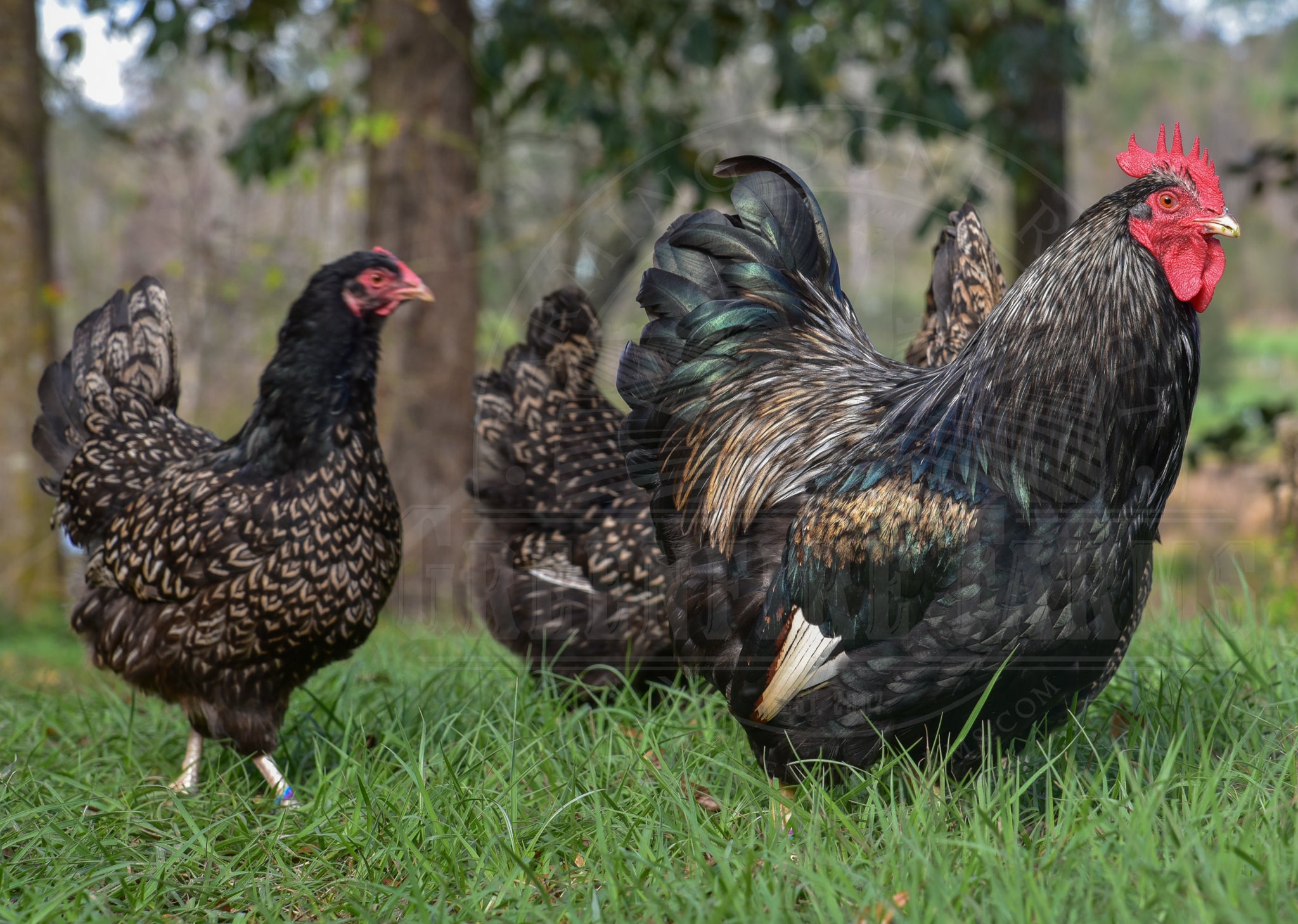 Silver Laced Barnevelder