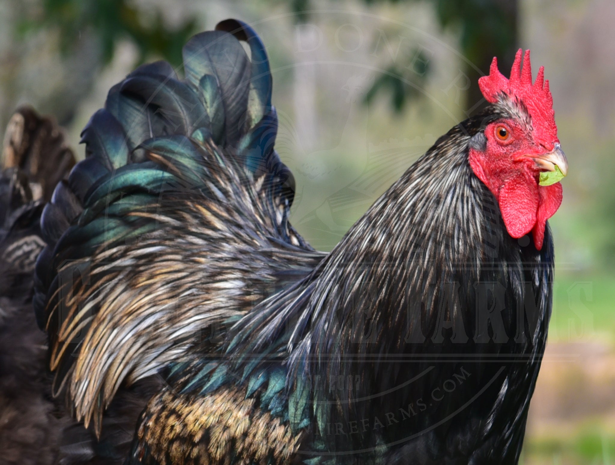 Silver Laced Barnevelder