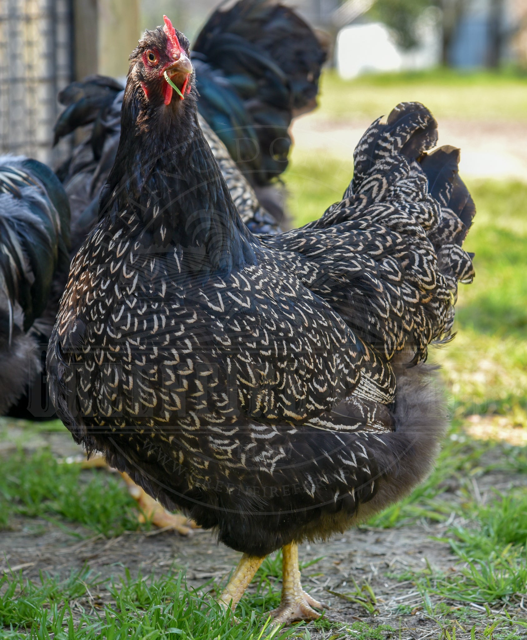 Silver Laced Barnevelder