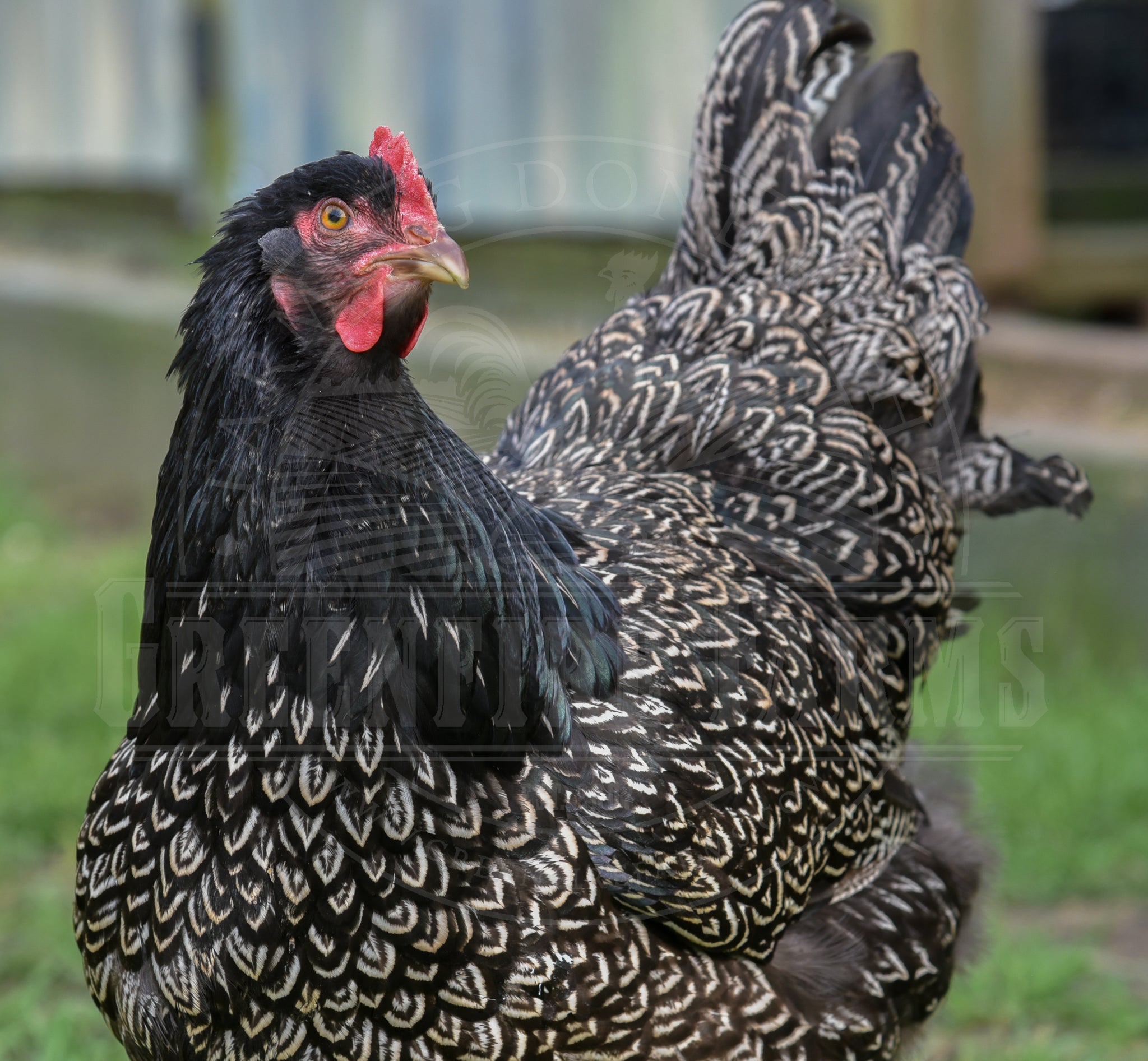 Silver Laced Barnevelder