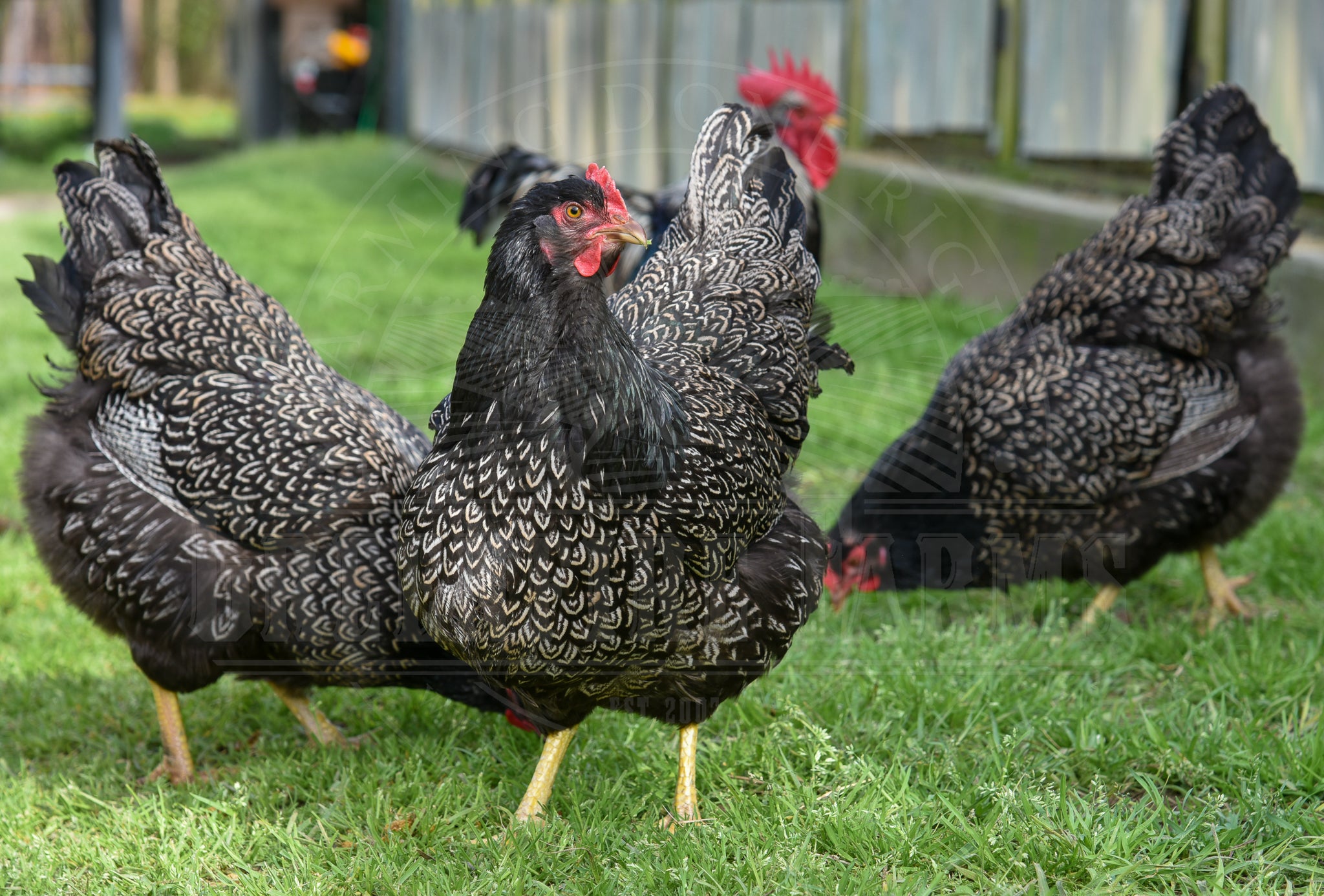 Silver Laced Barnevelder