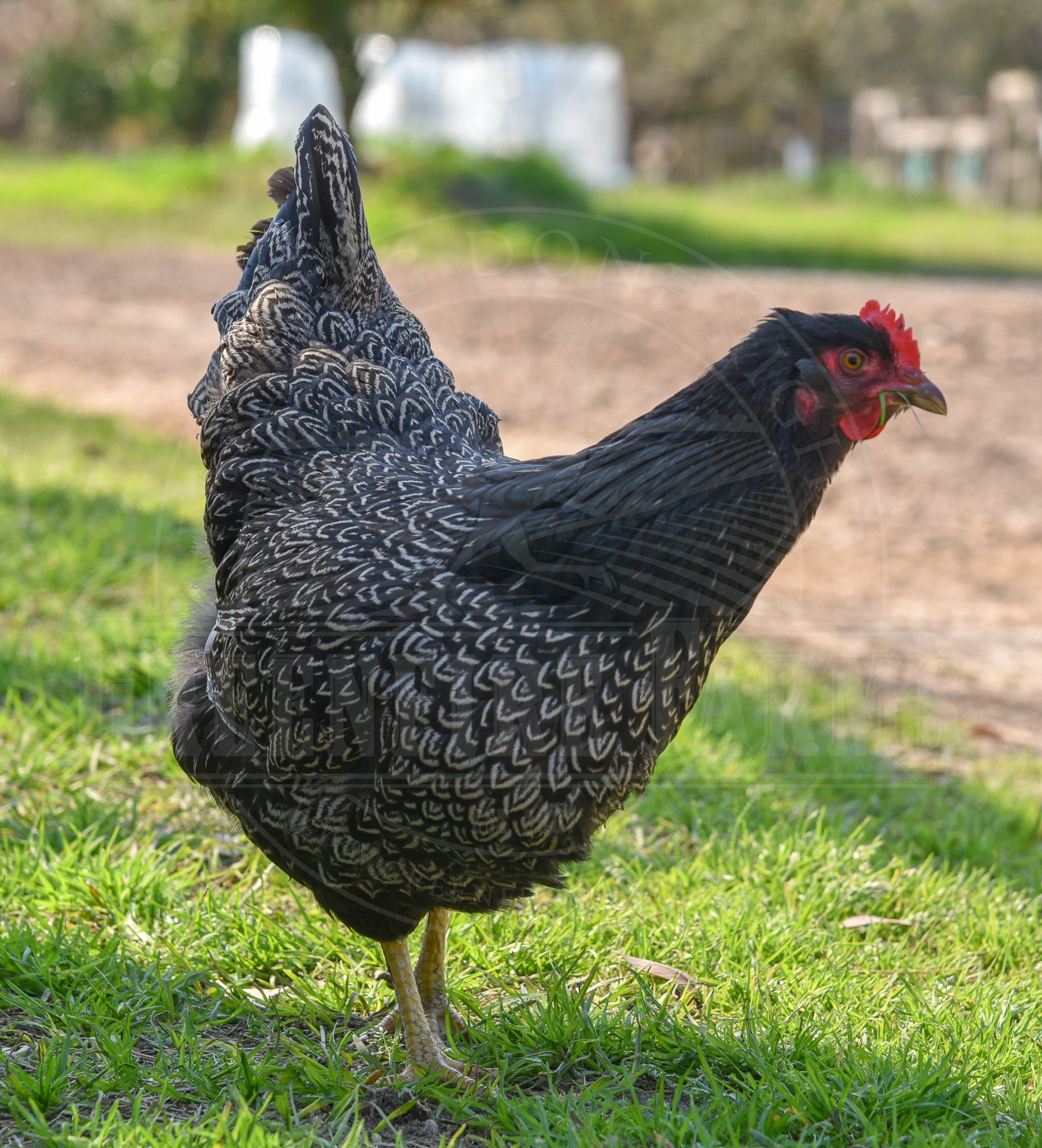 Silver Laced Barnevelder