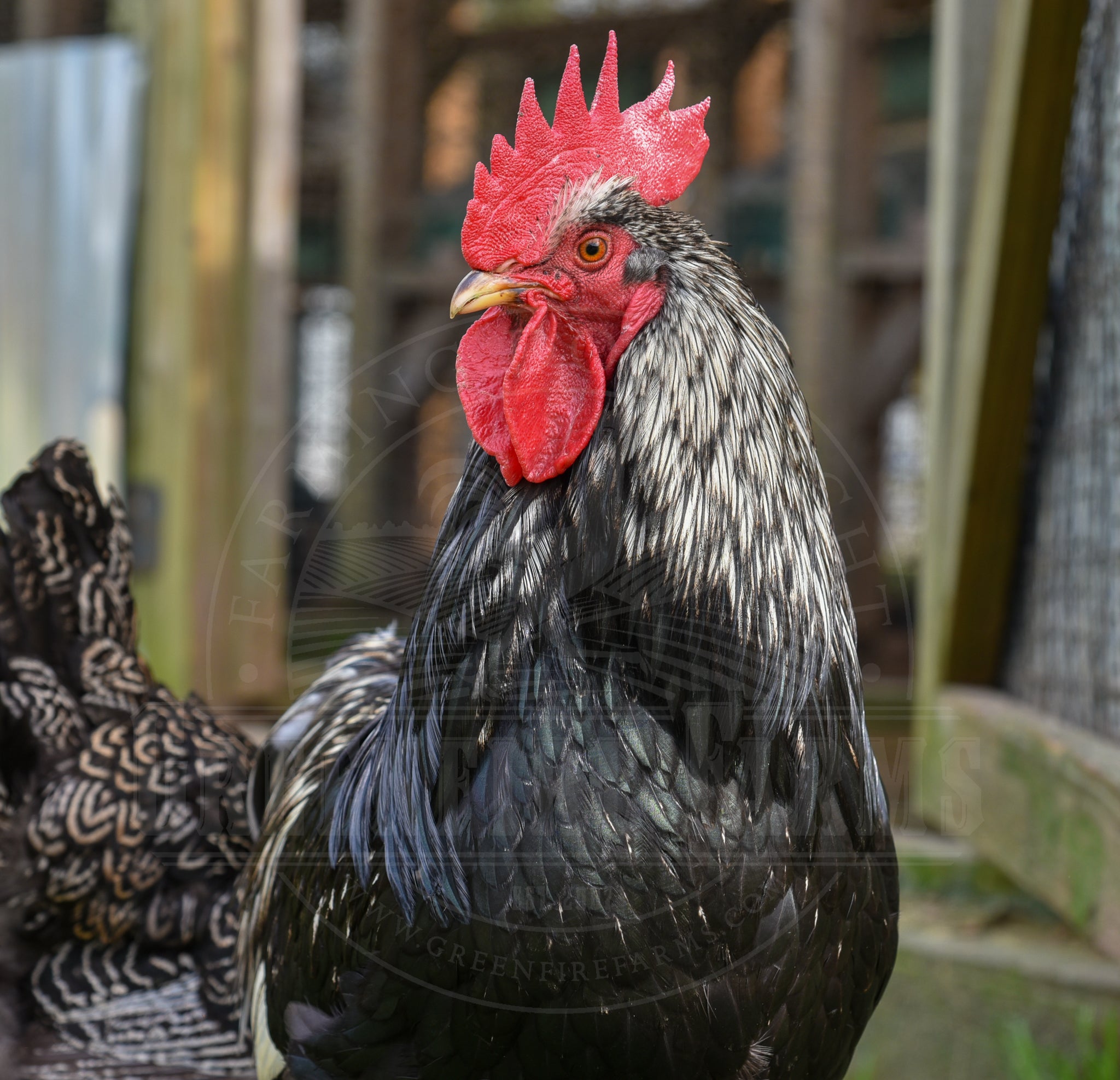 Silver Laced Barnevelder