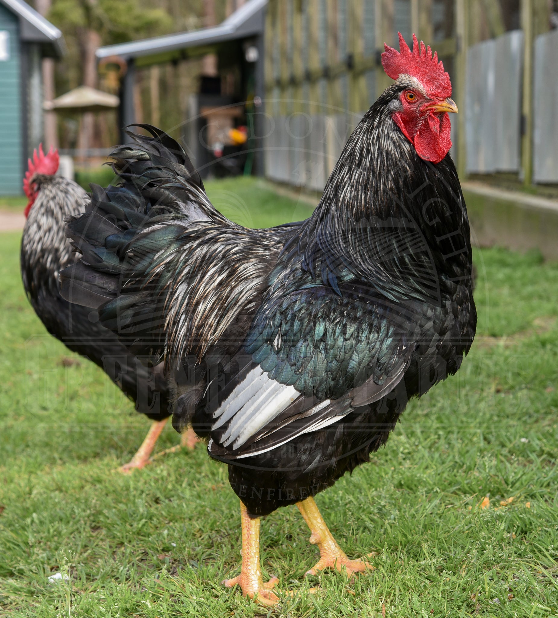 Silver Laced Barnevelder