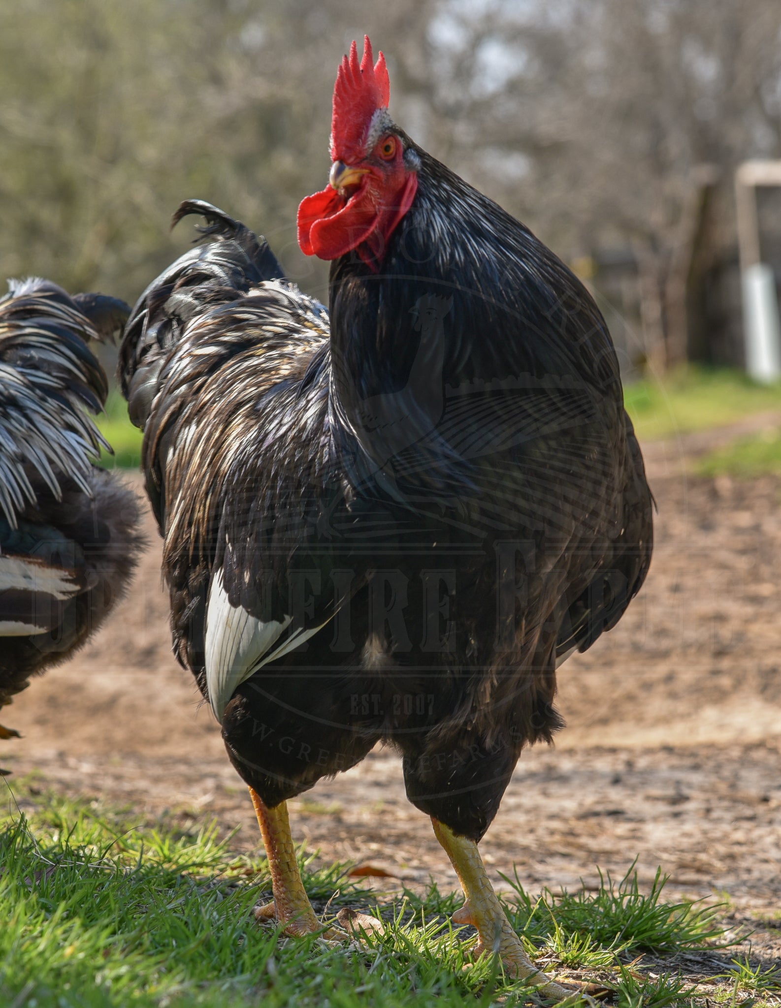 Silver Laced Barnevelder