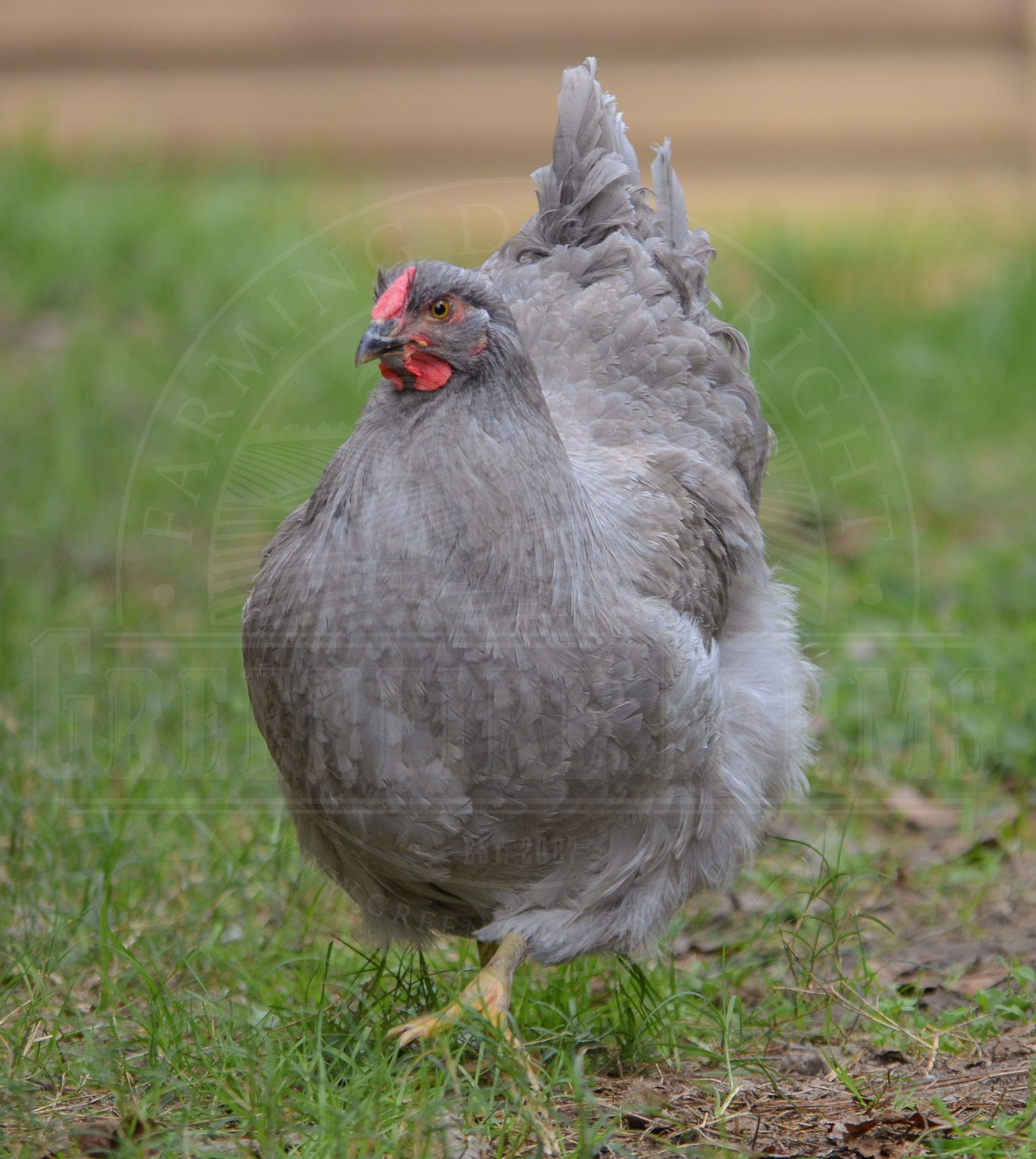 Lavender Wyandotte