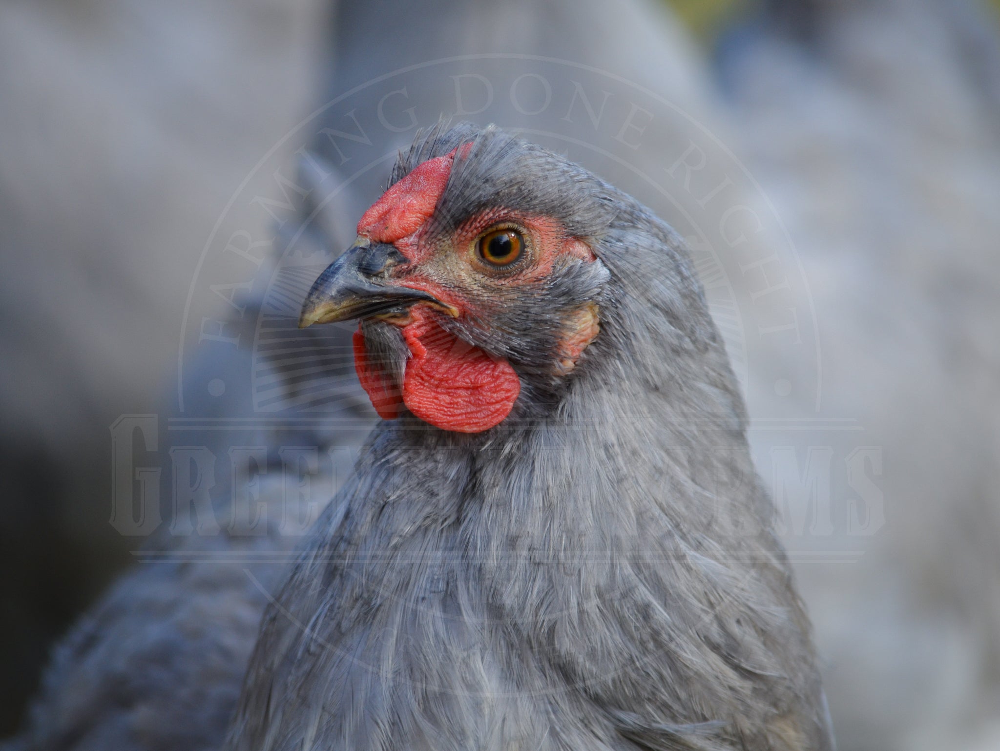 Lavender Wyandotte