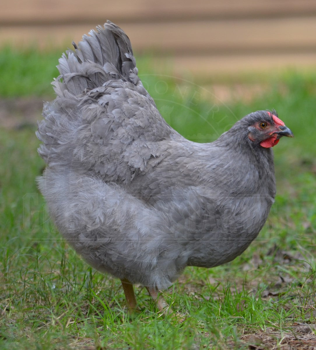Lavender Wyandotte
