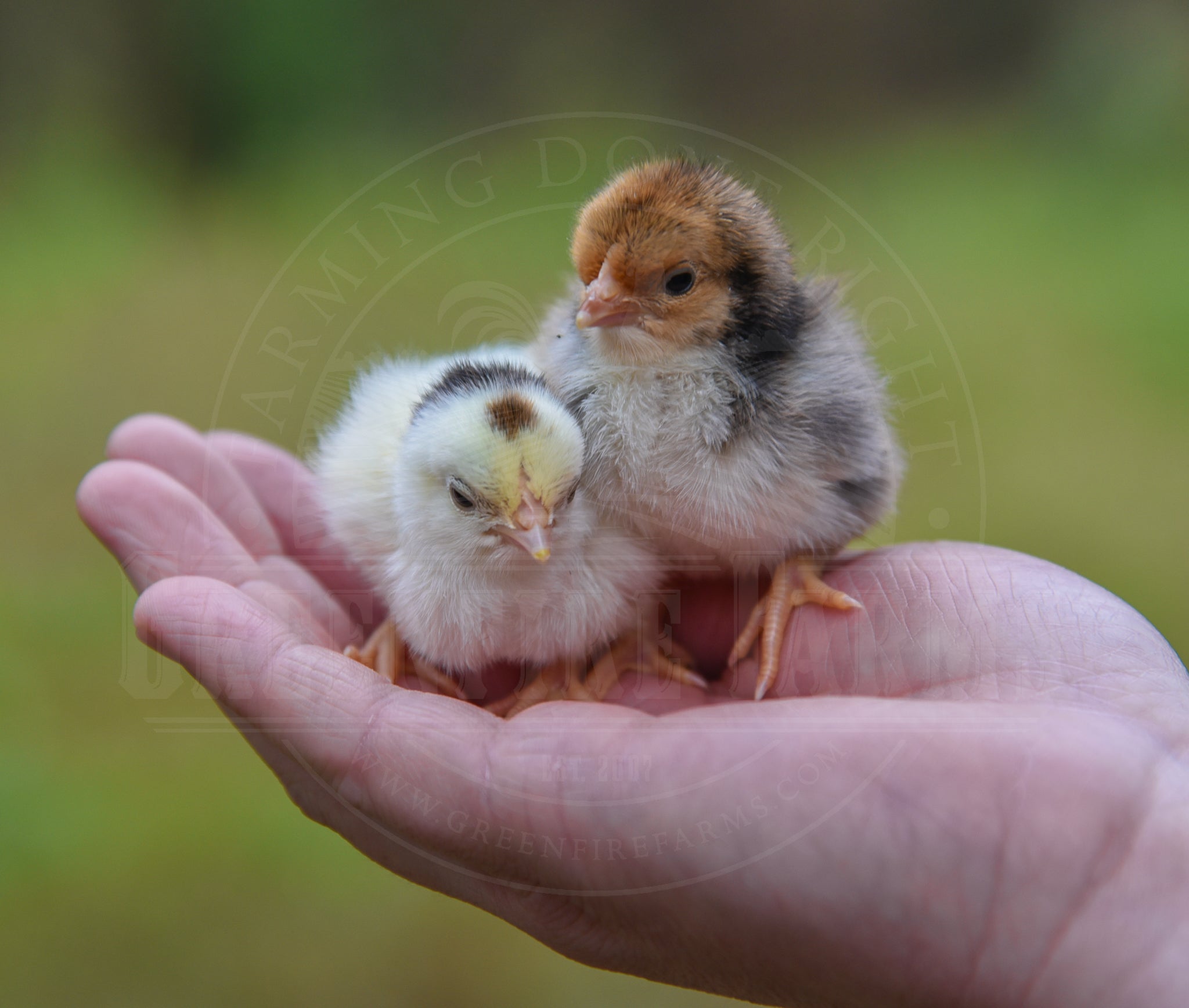 Bantam Assortment