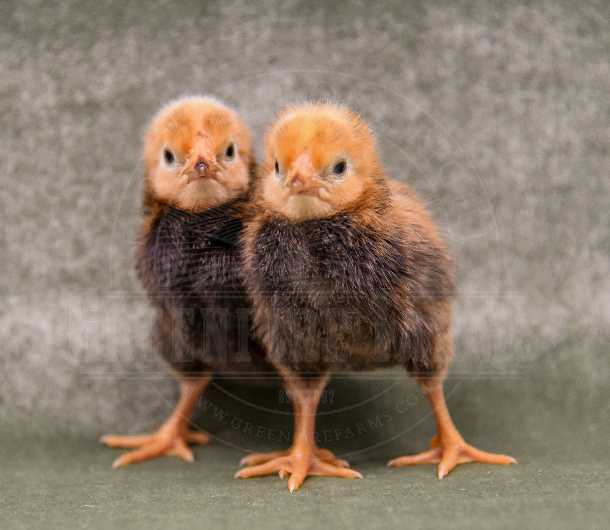 Old English Pheasant Fowl