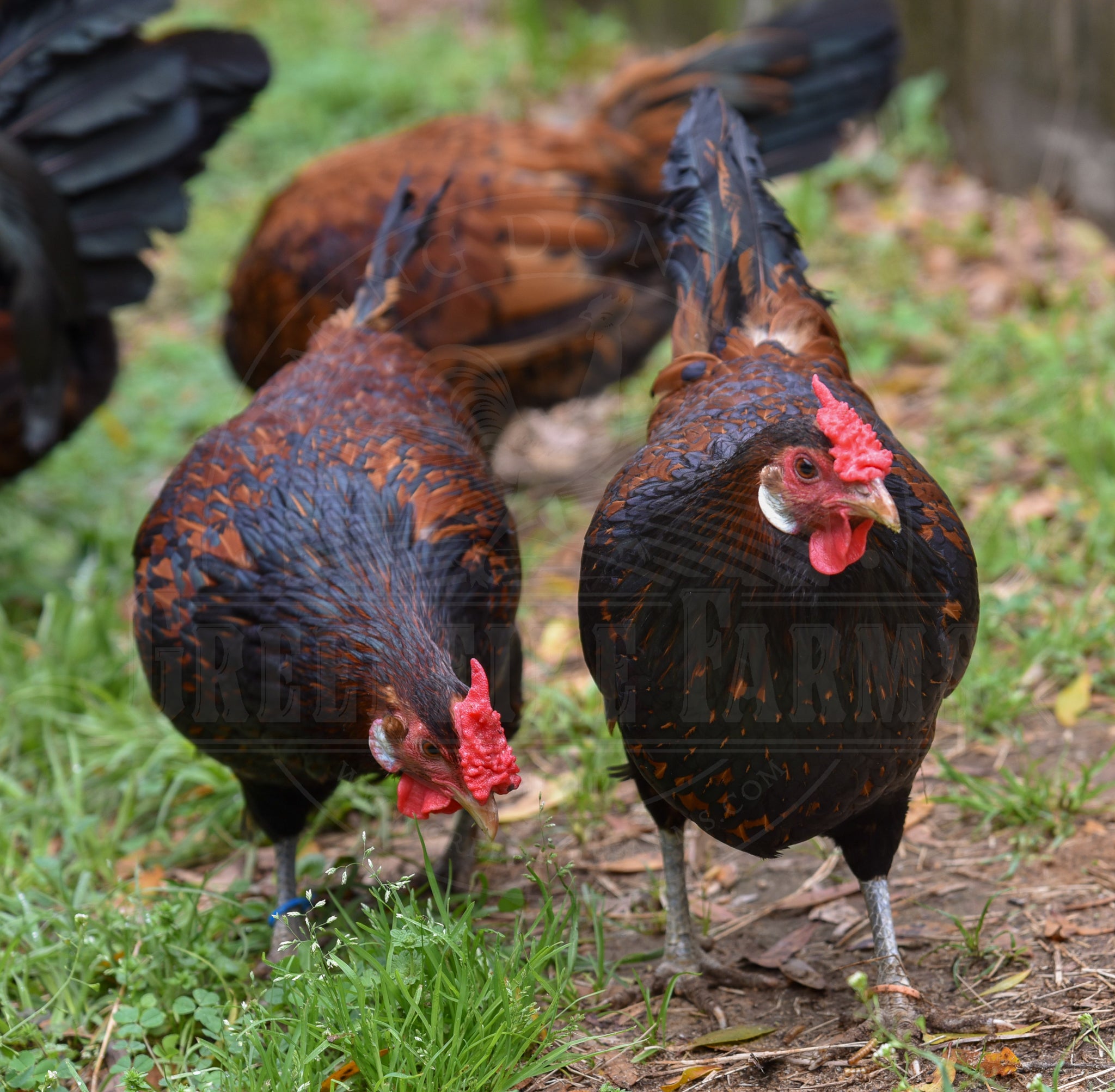 Old English Pheasant Fowl