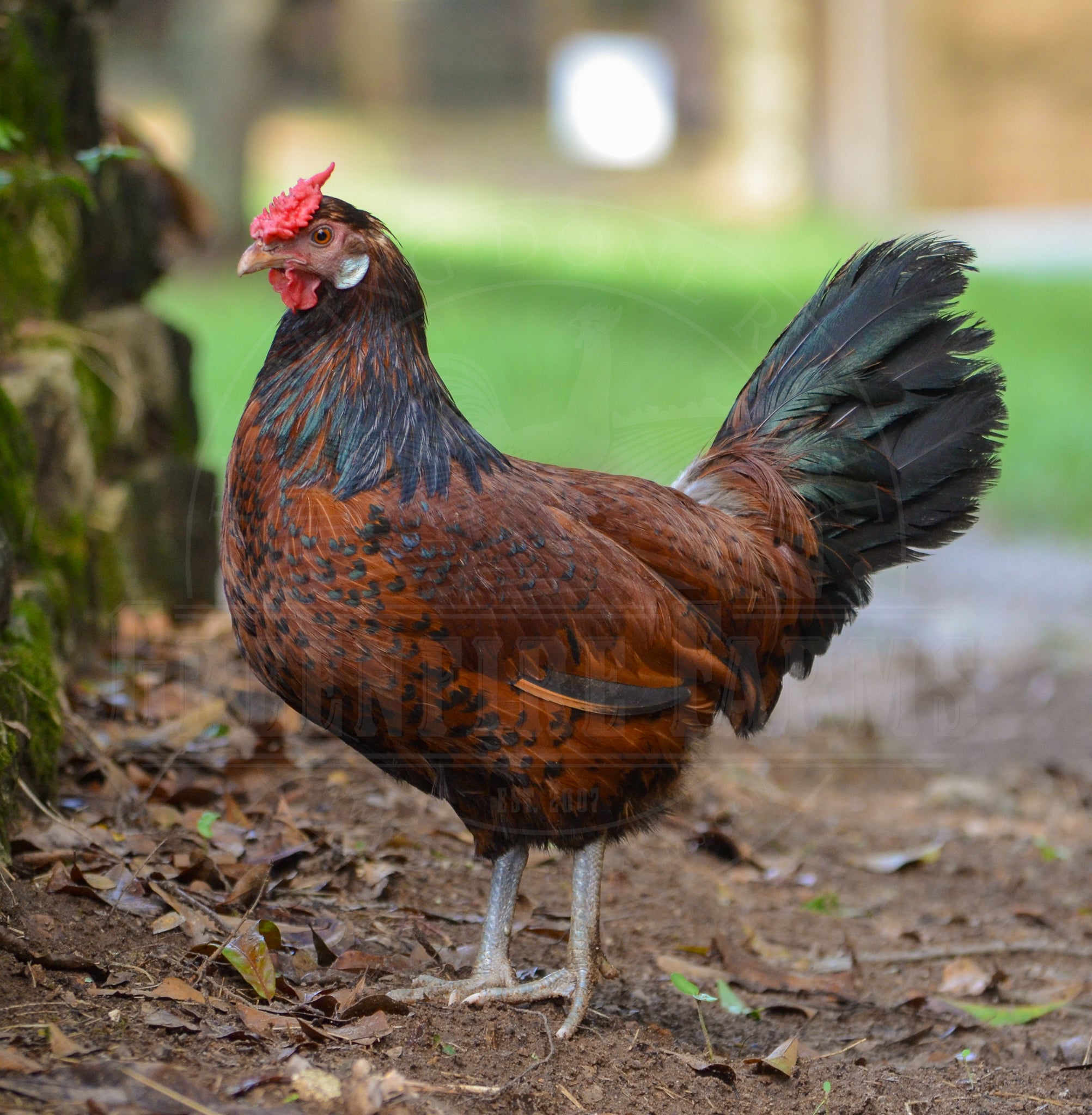 Old English Pheasant Fowl