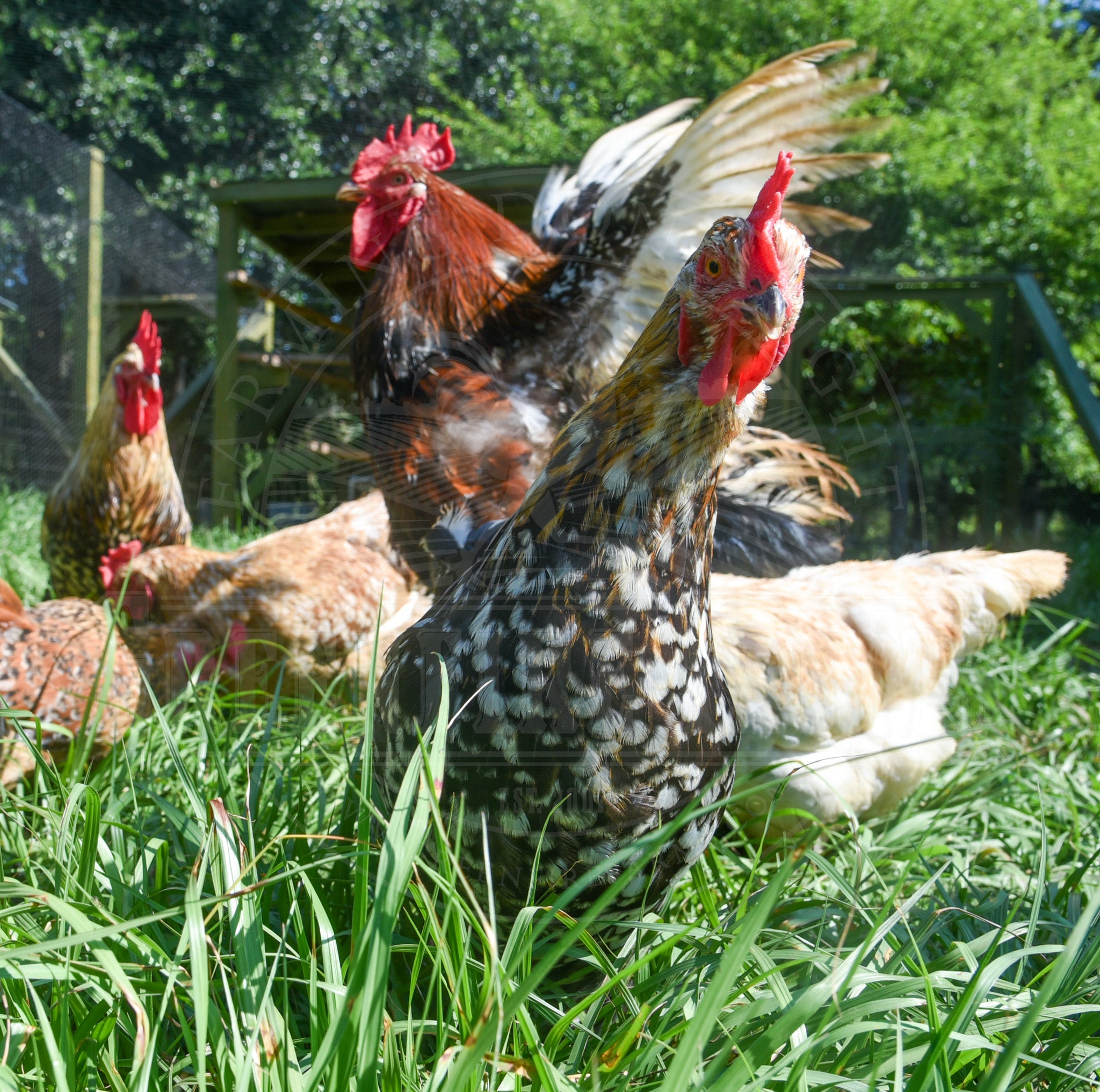 Swedish Flower Hen
