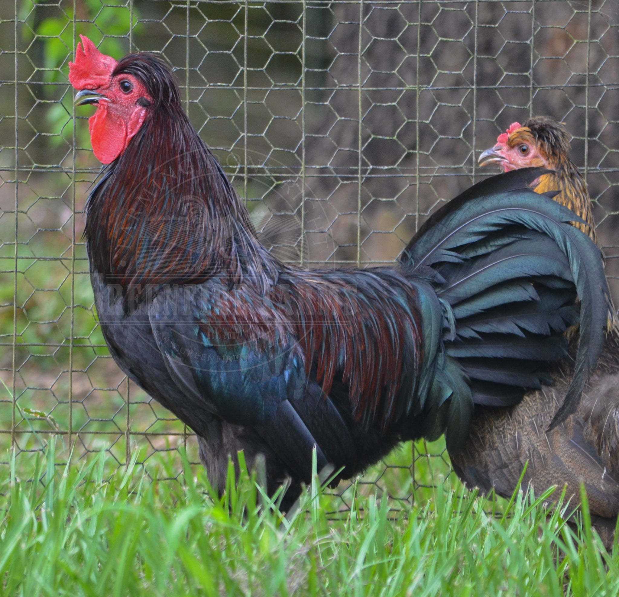 Shetland Hen