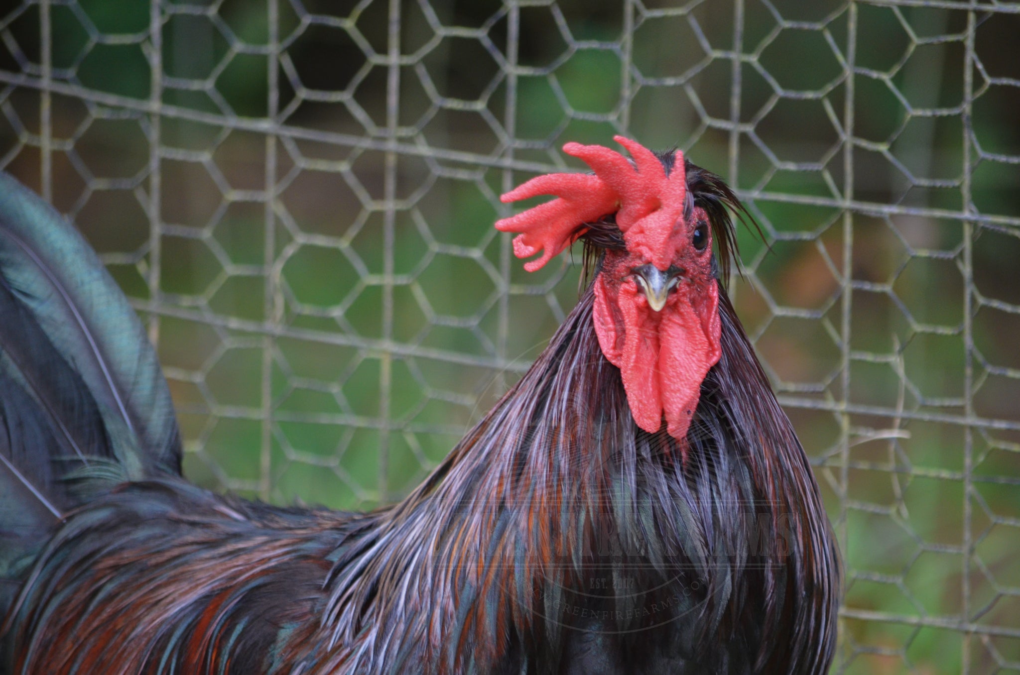 Shetland Hen