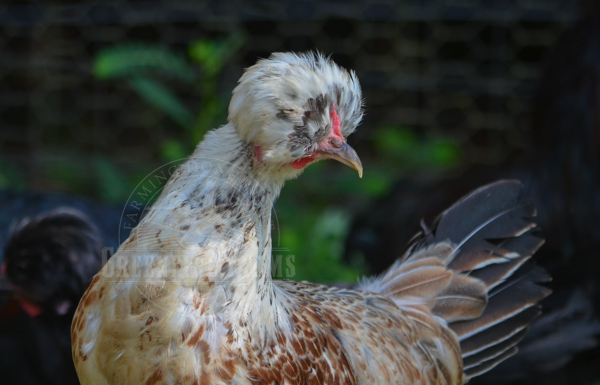 Shetland Hen