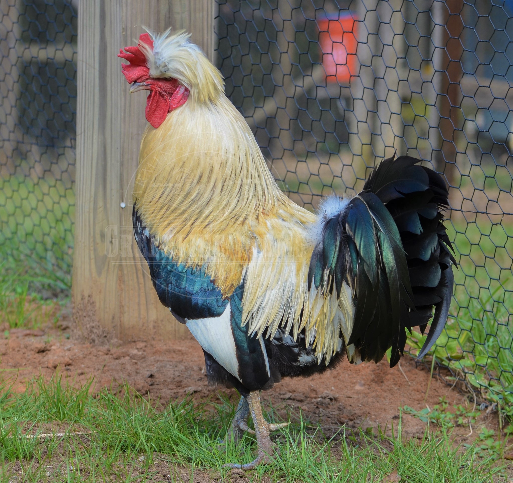Shetland Hen
