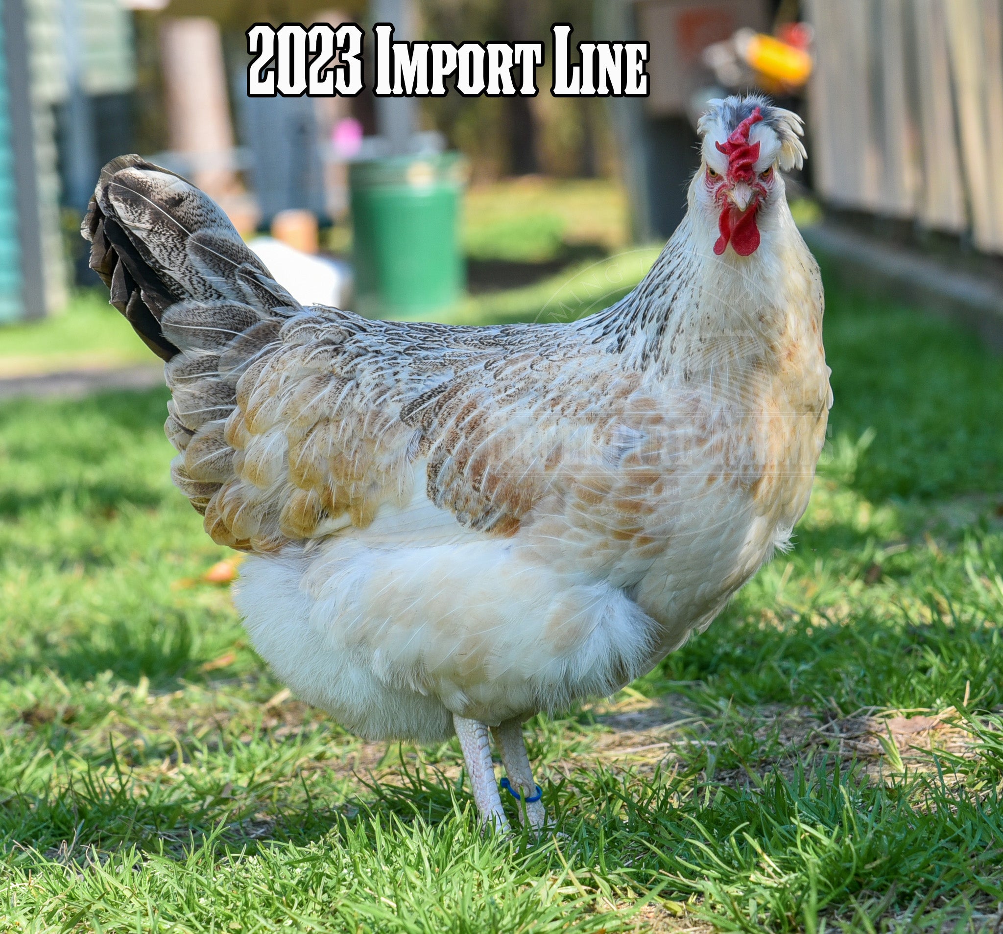 Shetland Hen