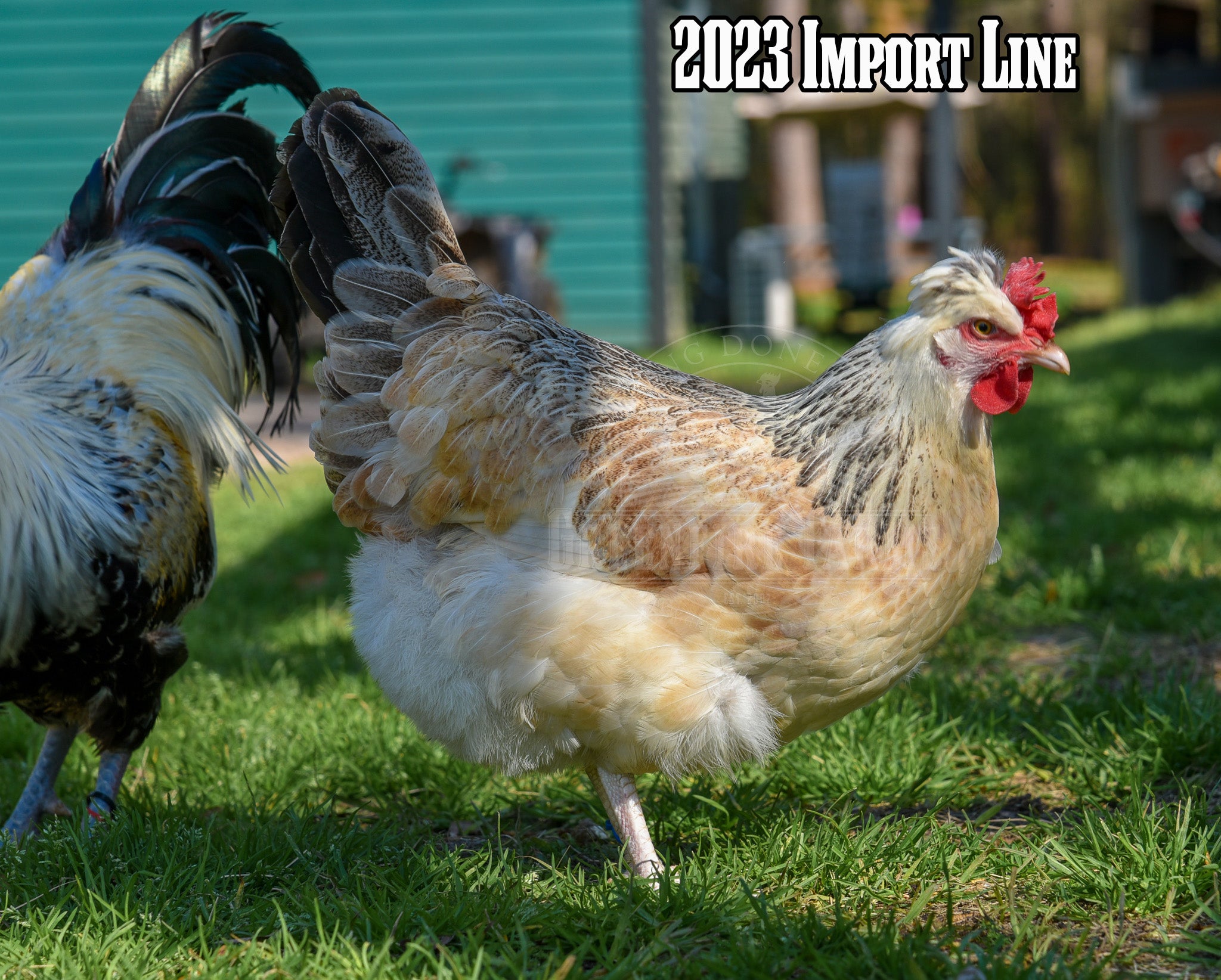 Shetland Hen