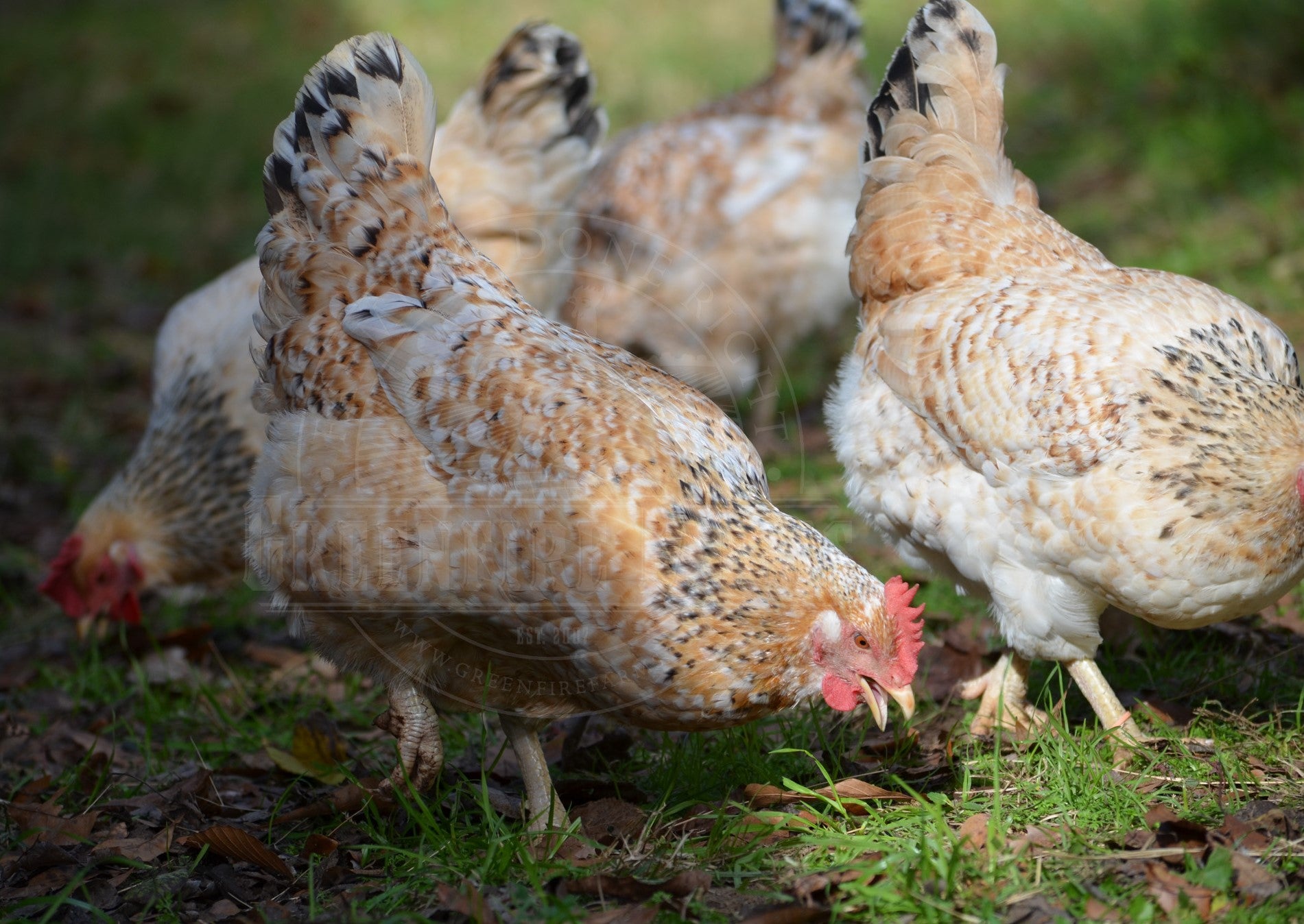 Basque Hen